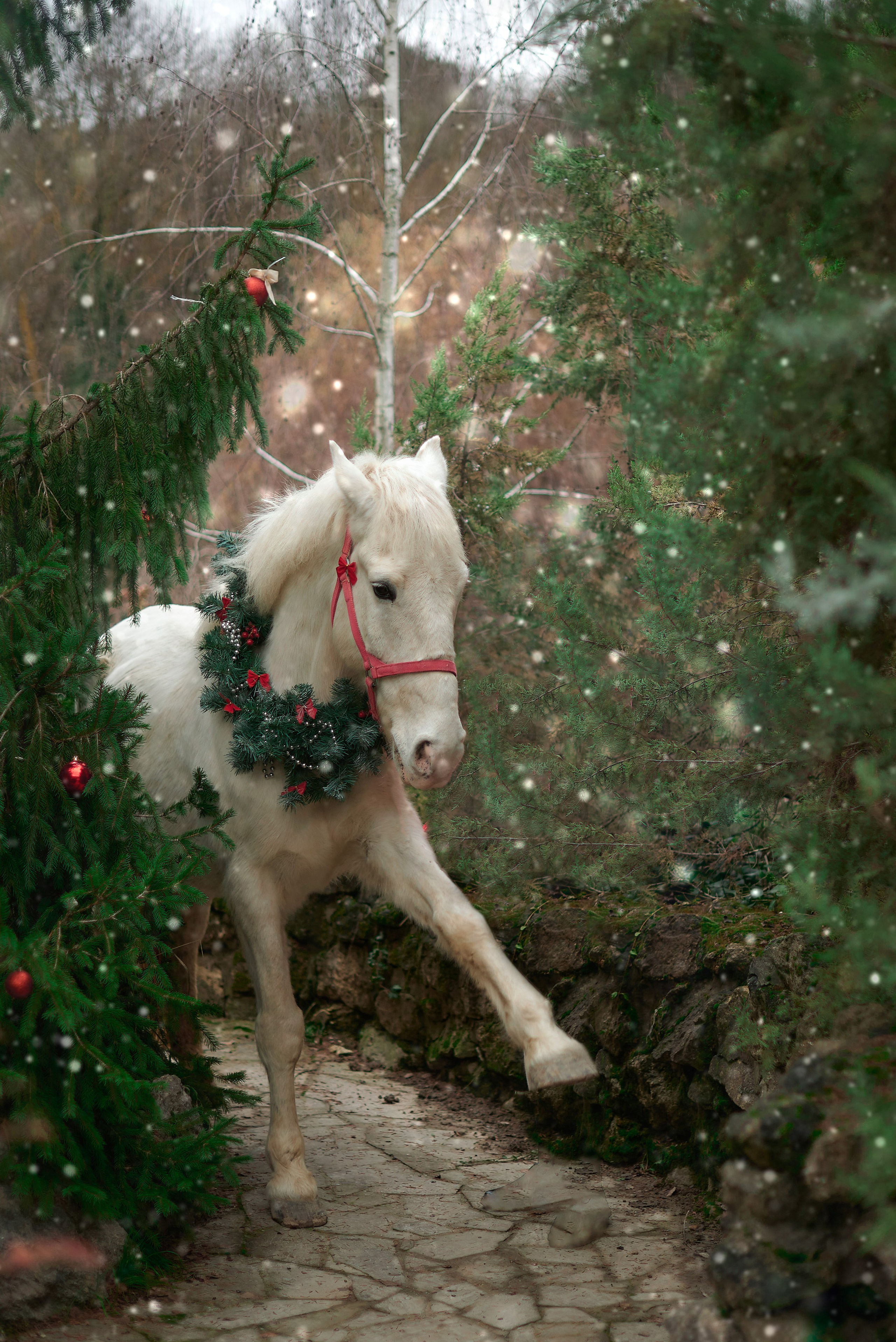 Диана, Гром и Мандаринка. Фотограф в Севастополе