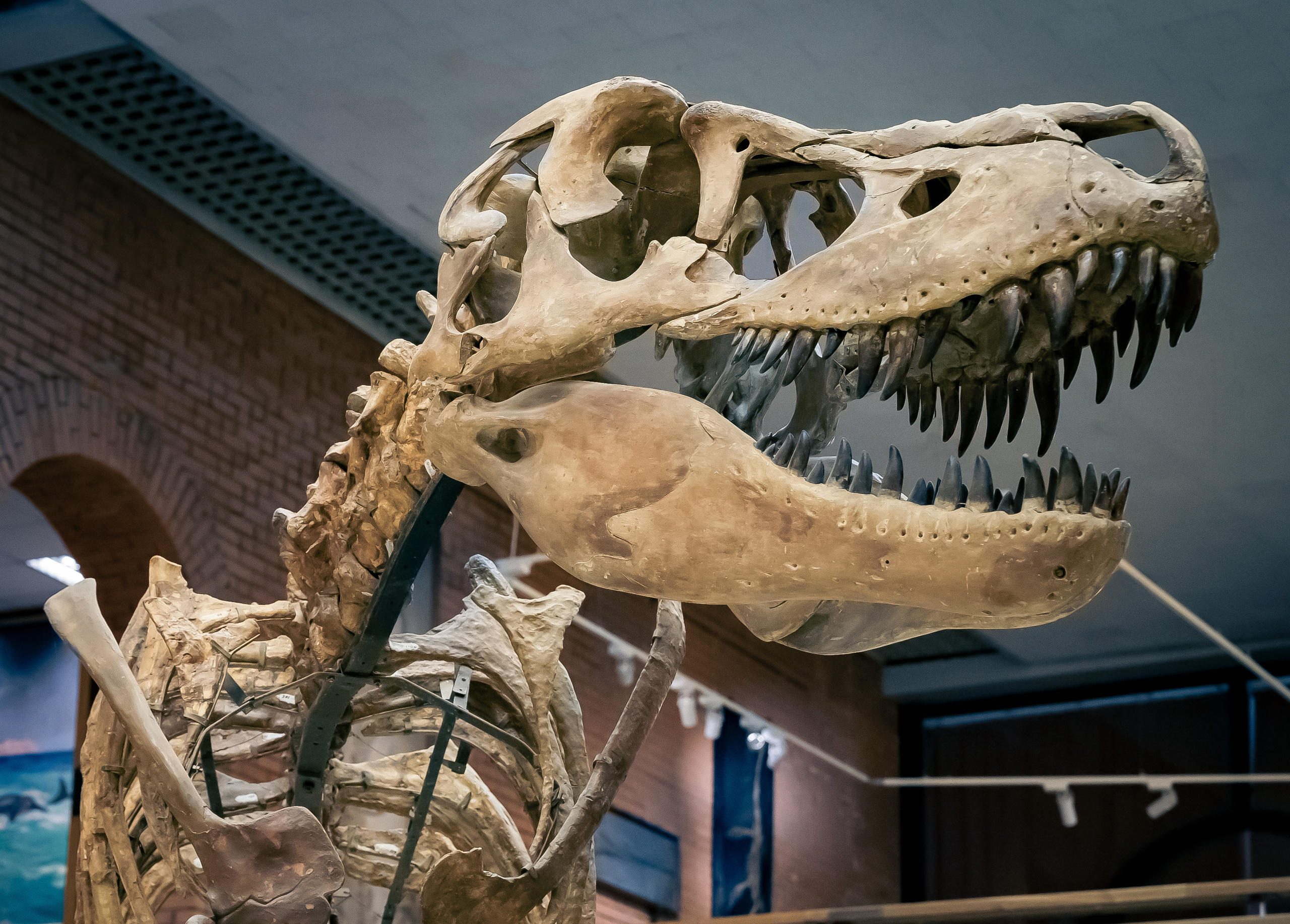 Животные. Kostarev.photo