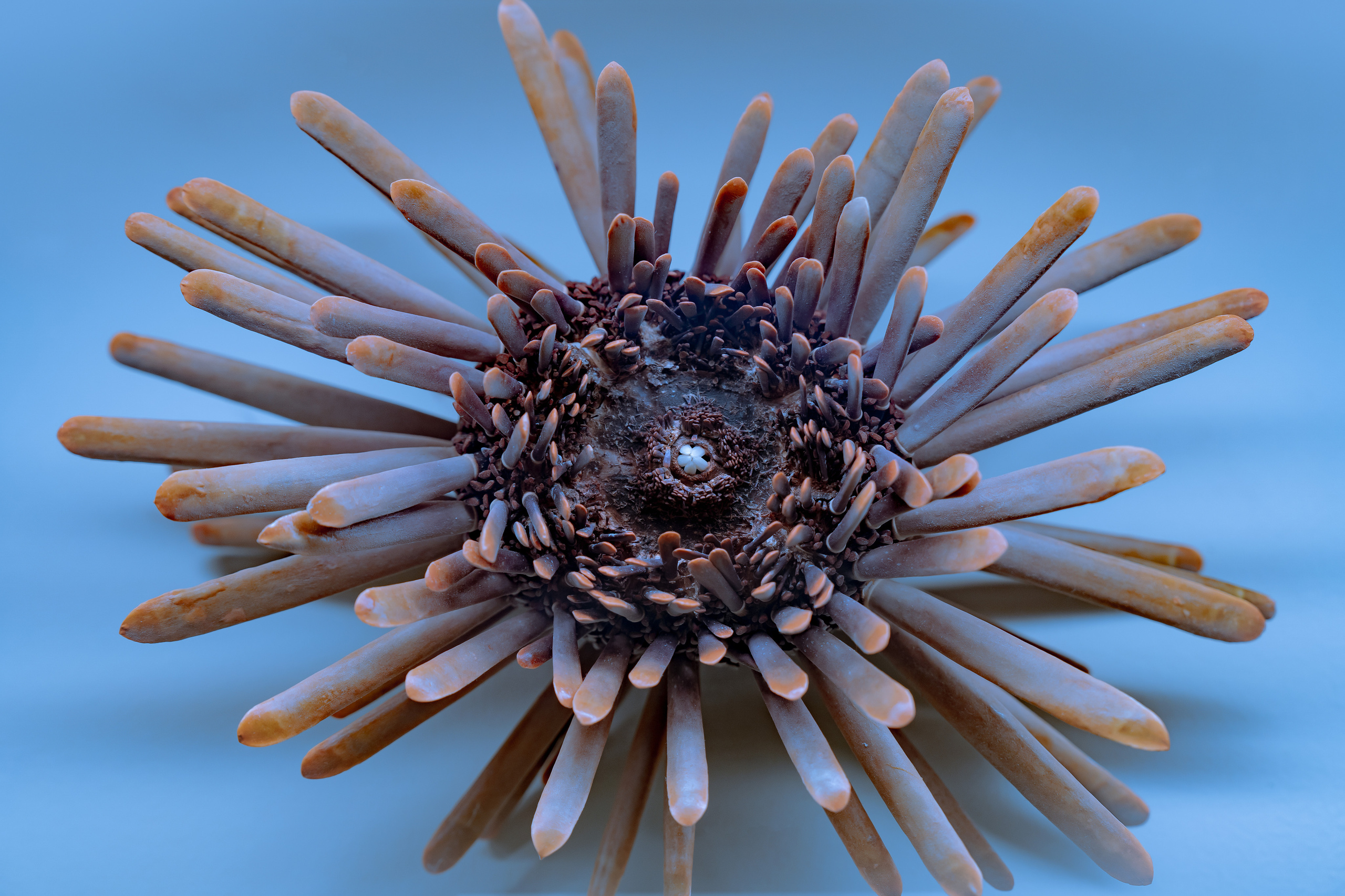 Животные. Kostarev.photo