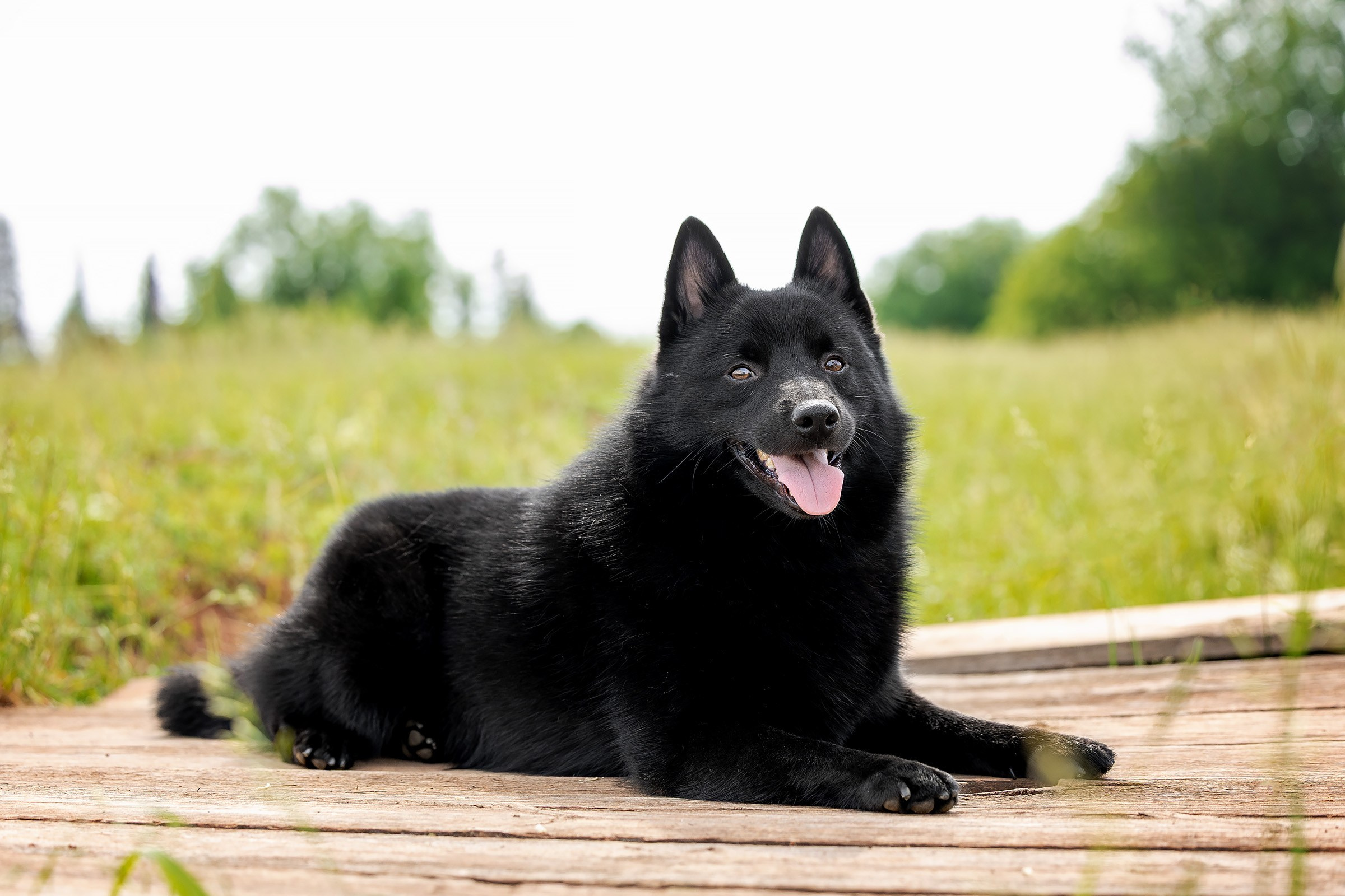 12 июня 2025, Выставка РКФ, Пермский край. Htykk_photo