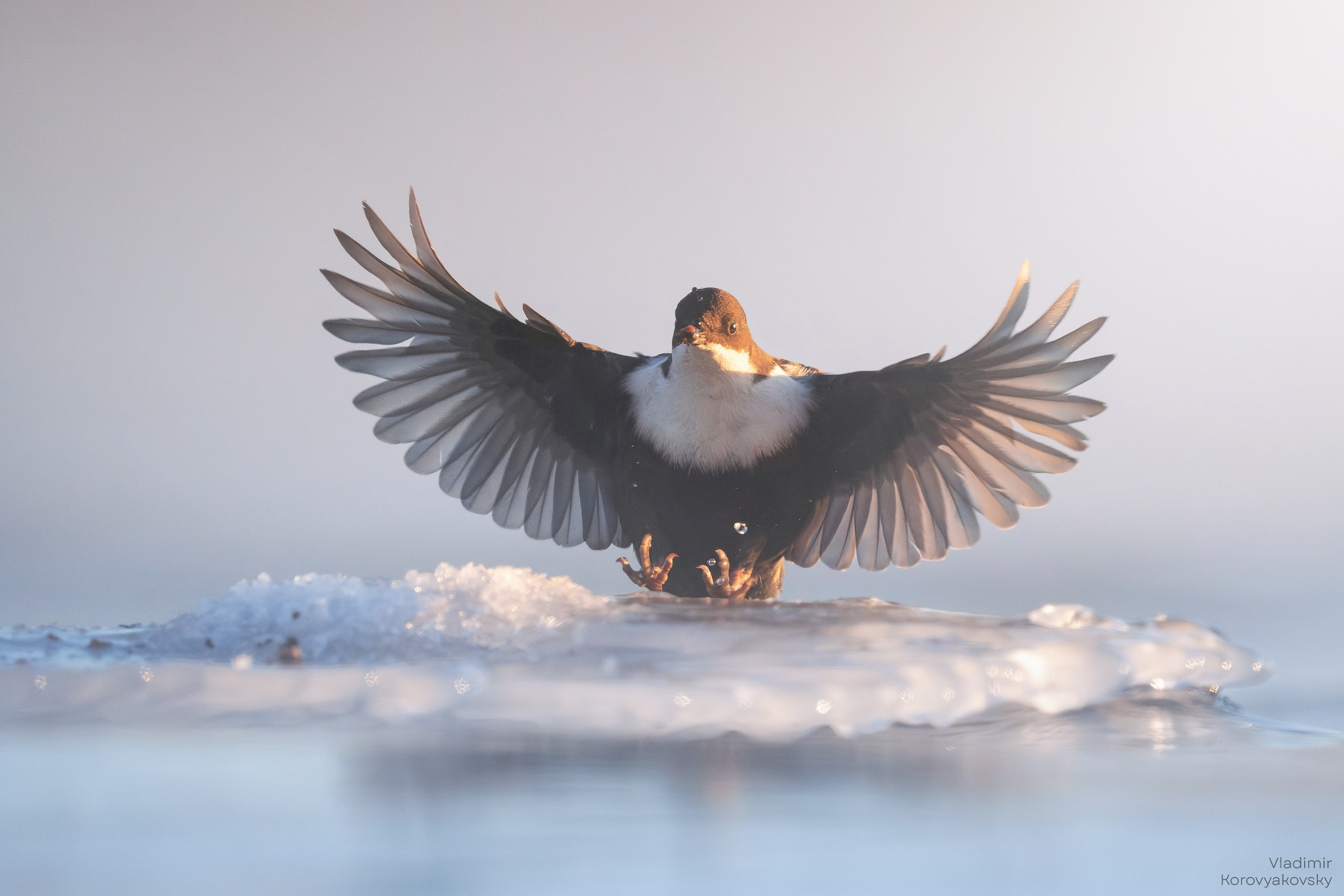 Животные. Фотограф Владимир Коровяковский