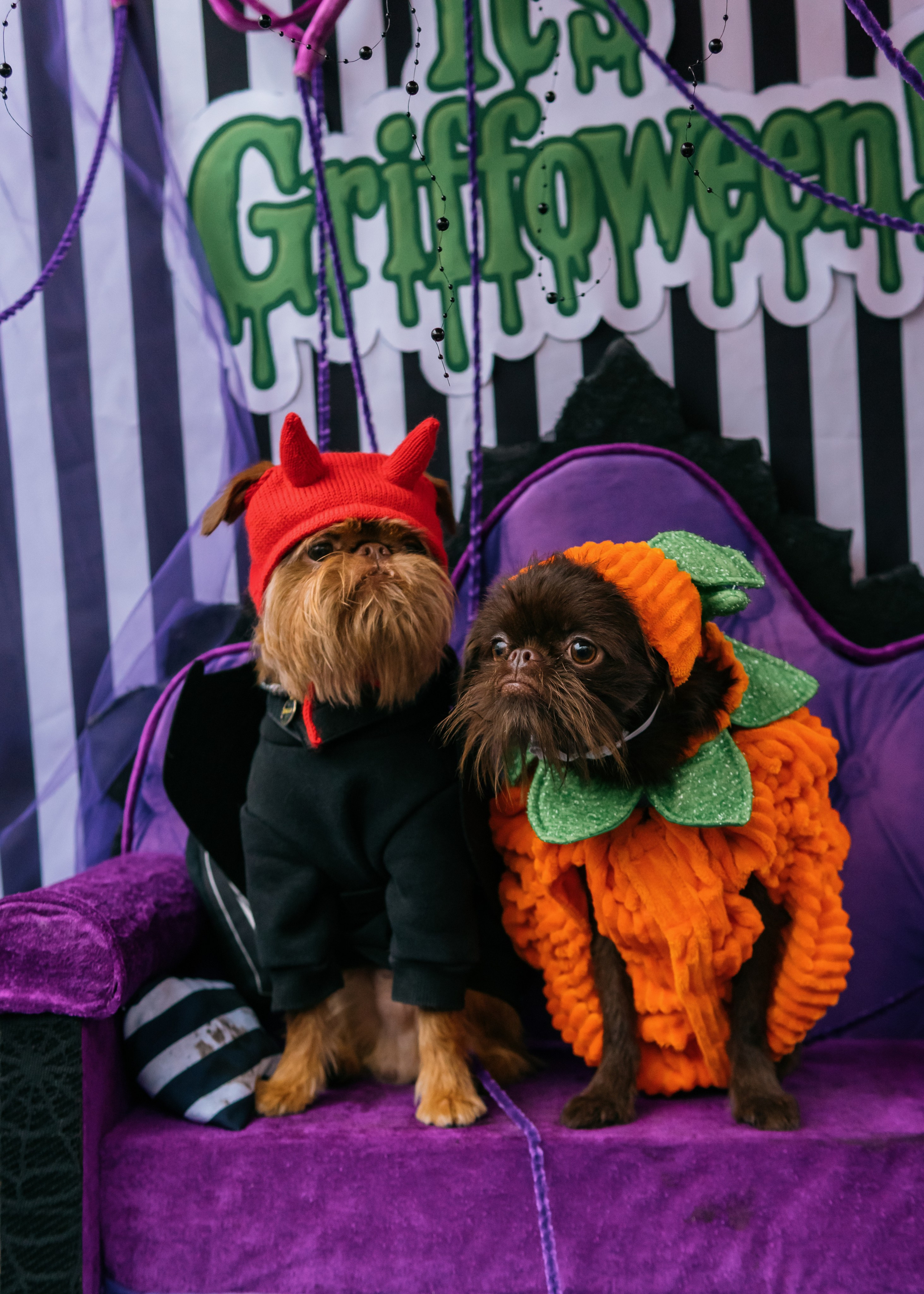 Тематическая встреча породников «Griffween». Фотограф-анималист Ксения Воробьева, Москва