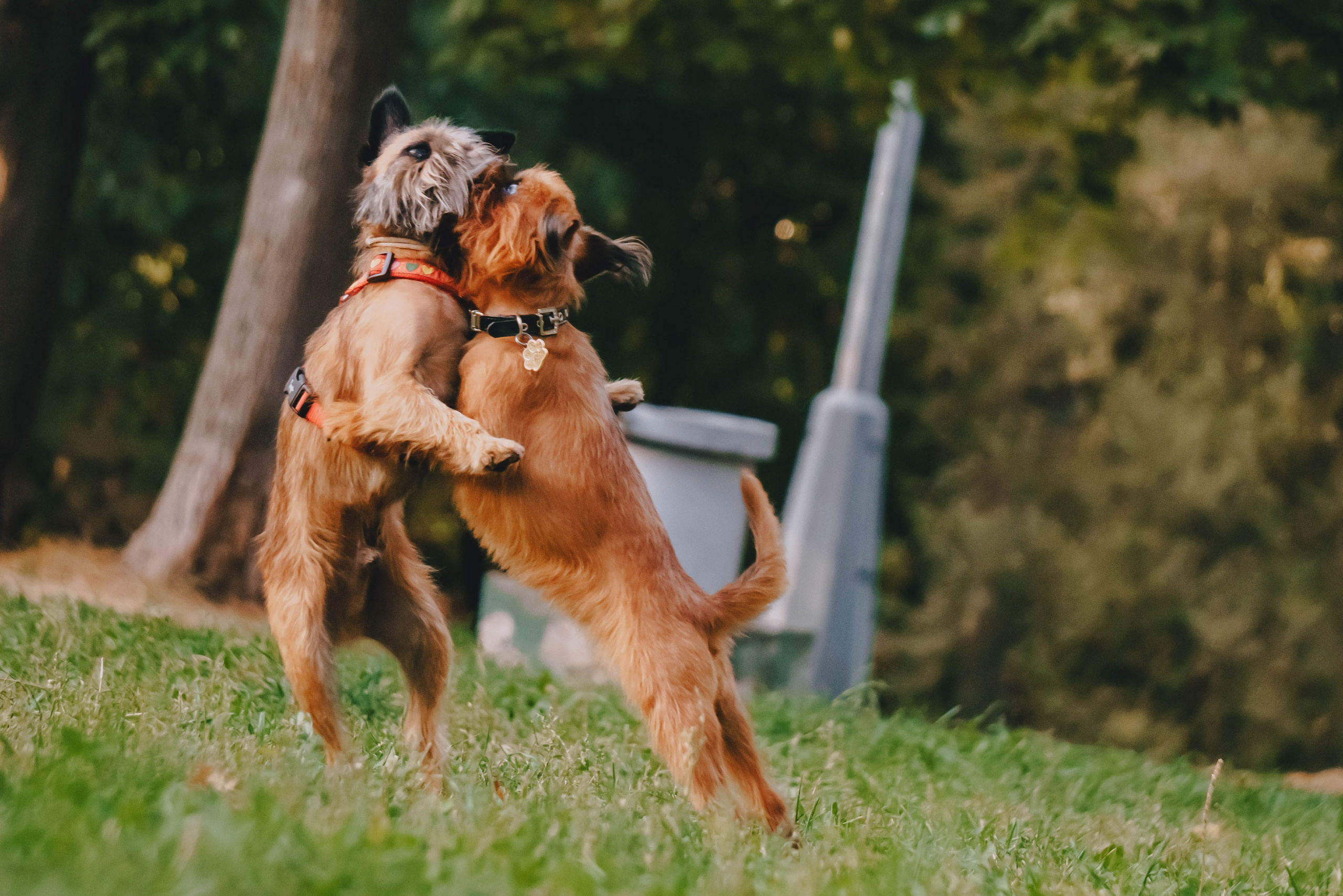 Мини-туса гриффоны и брабансоны. Фотограф-анималист Ксения Воробьева, Москва