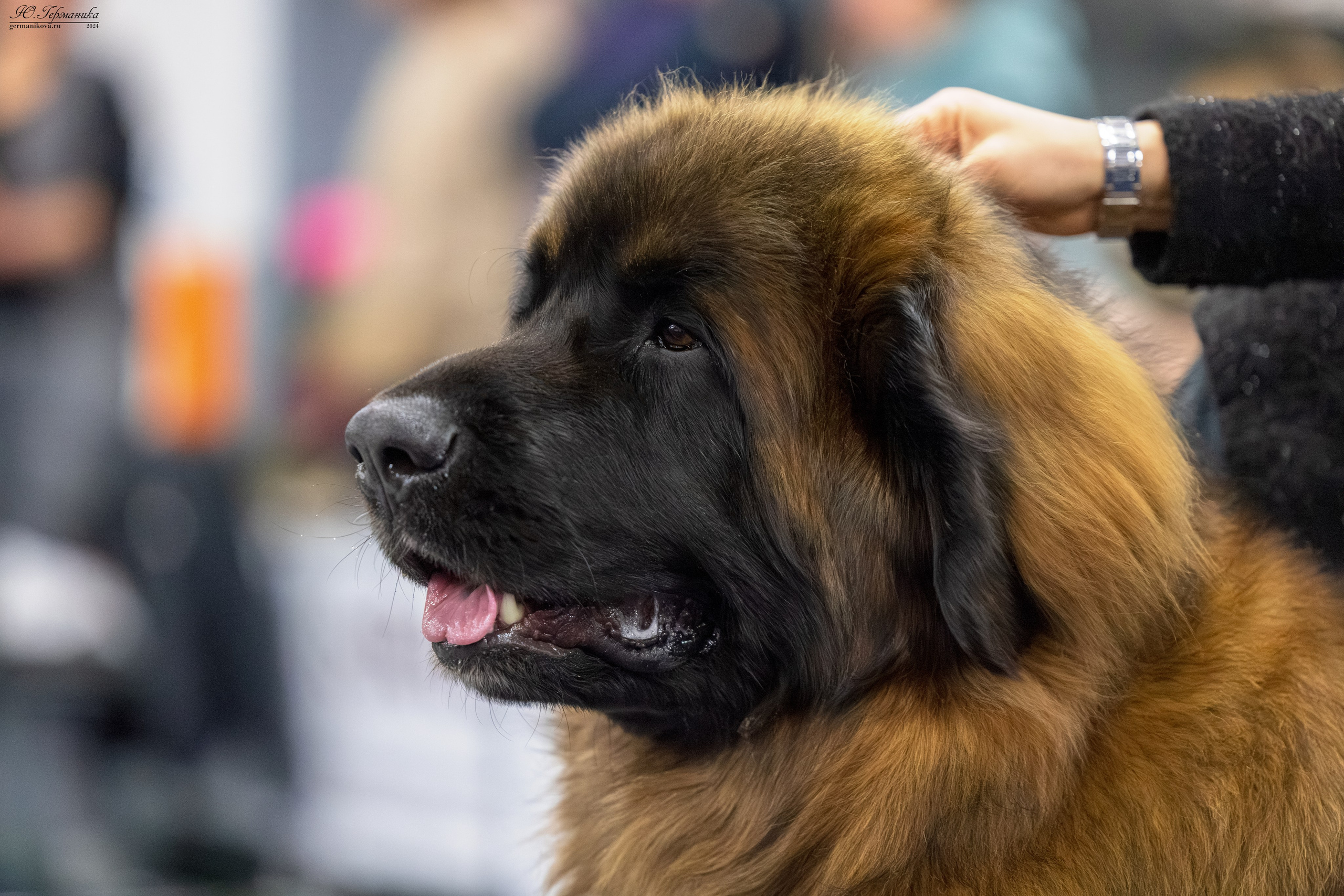 Сфера 17.03.2024. Фотограф-анималист Юлия Германика