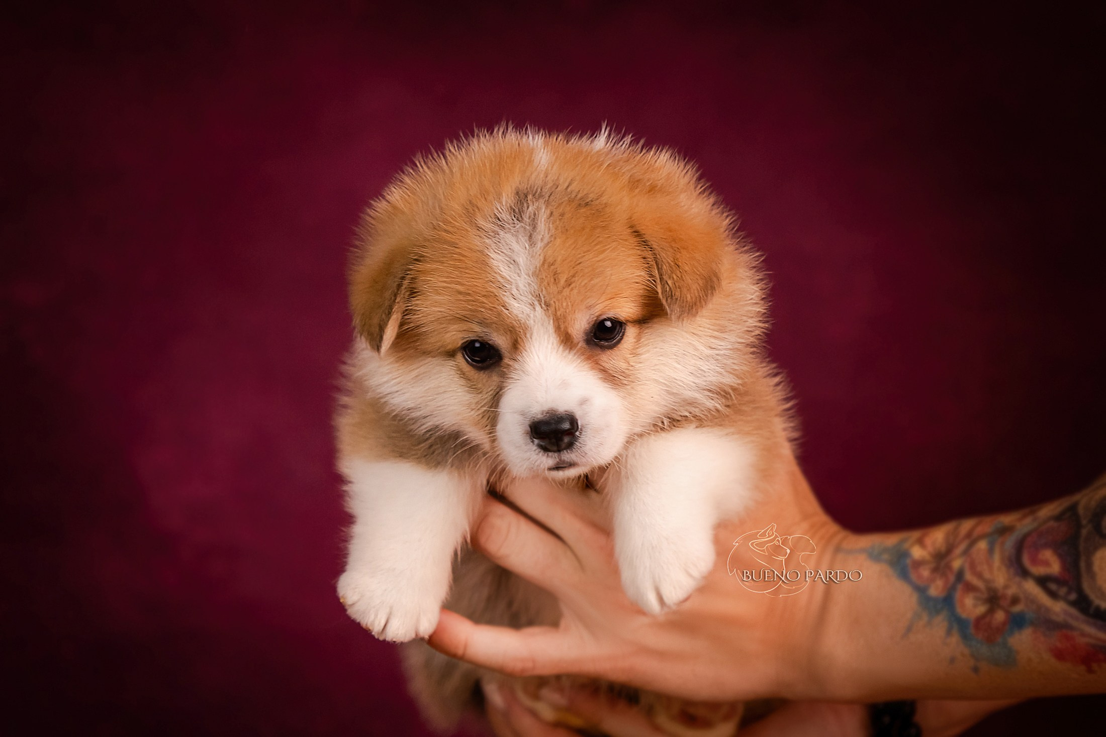 Щенки вельш корги пемброк из питомника. Питомник собак Акита, Хаски, Корги