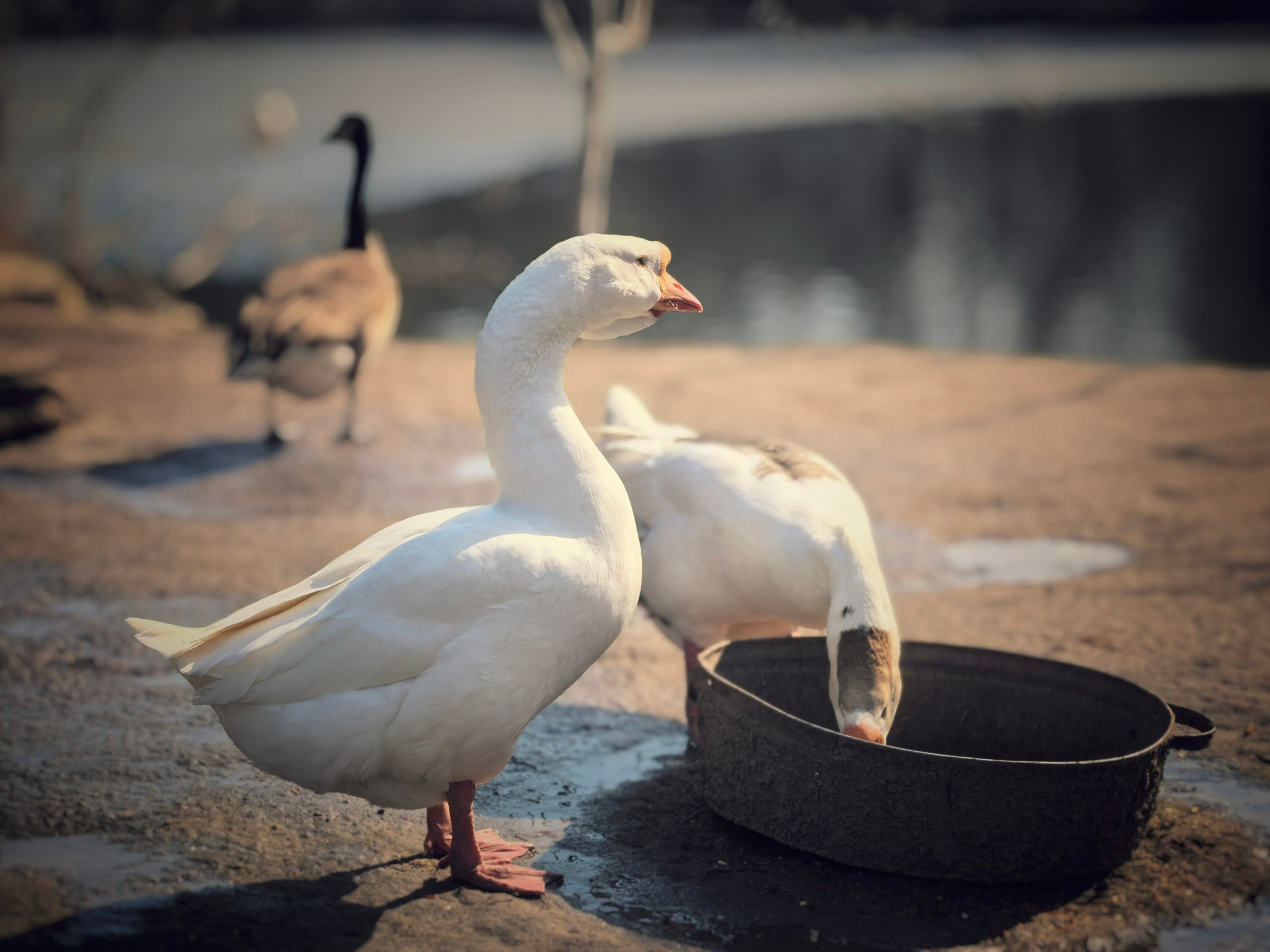 Мобилография. ThePhenomPhoto