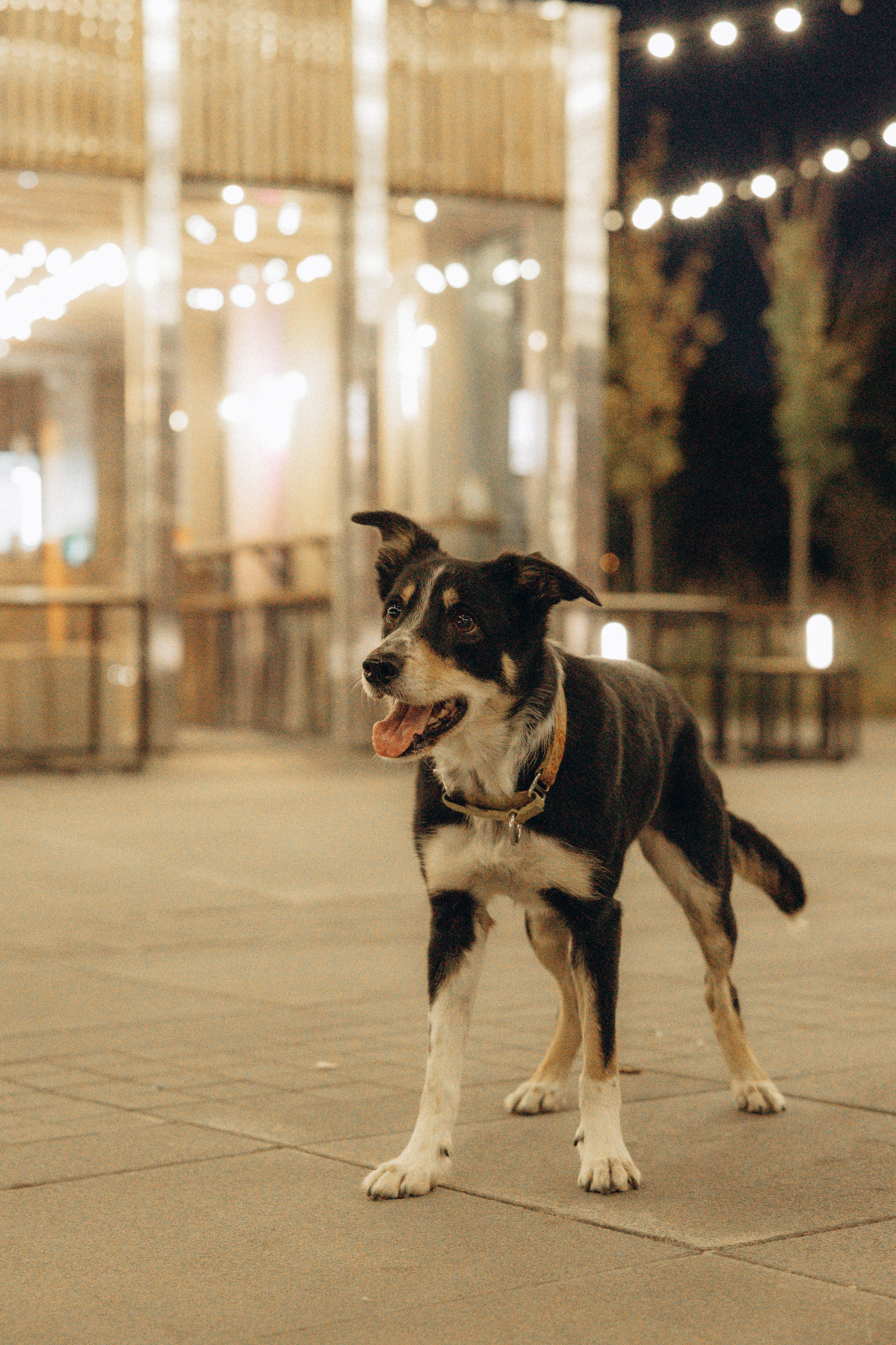 Алла и ее компания. Фотограф анималист в Казани Алина Сулейманова. Фотограф животных