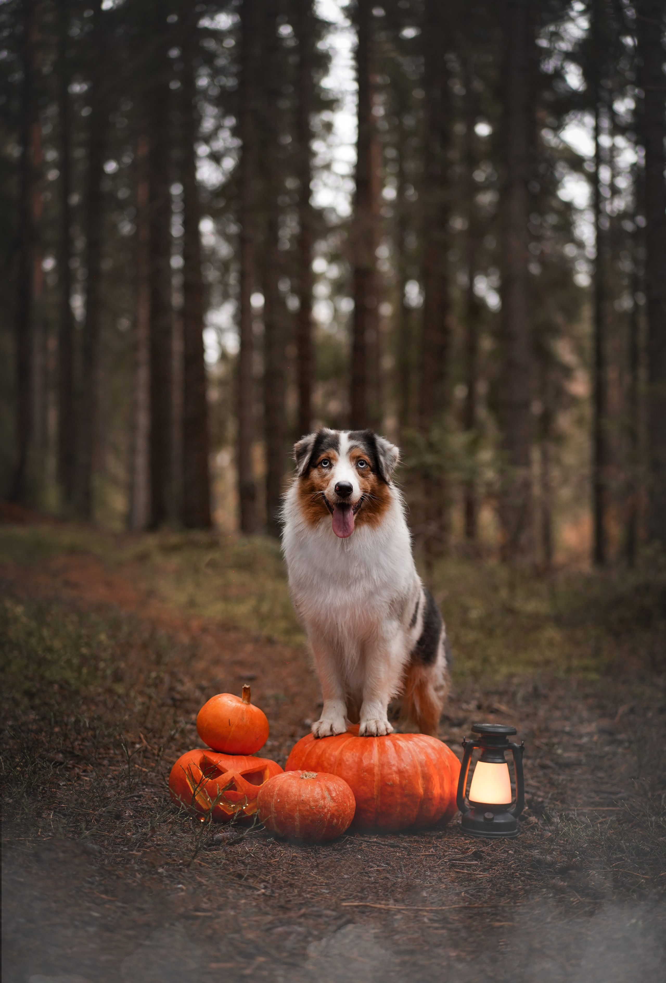 Аусси Хэллоуин 24. Фотограф-анималист в Санкт-Петербурге Яна Мартынова