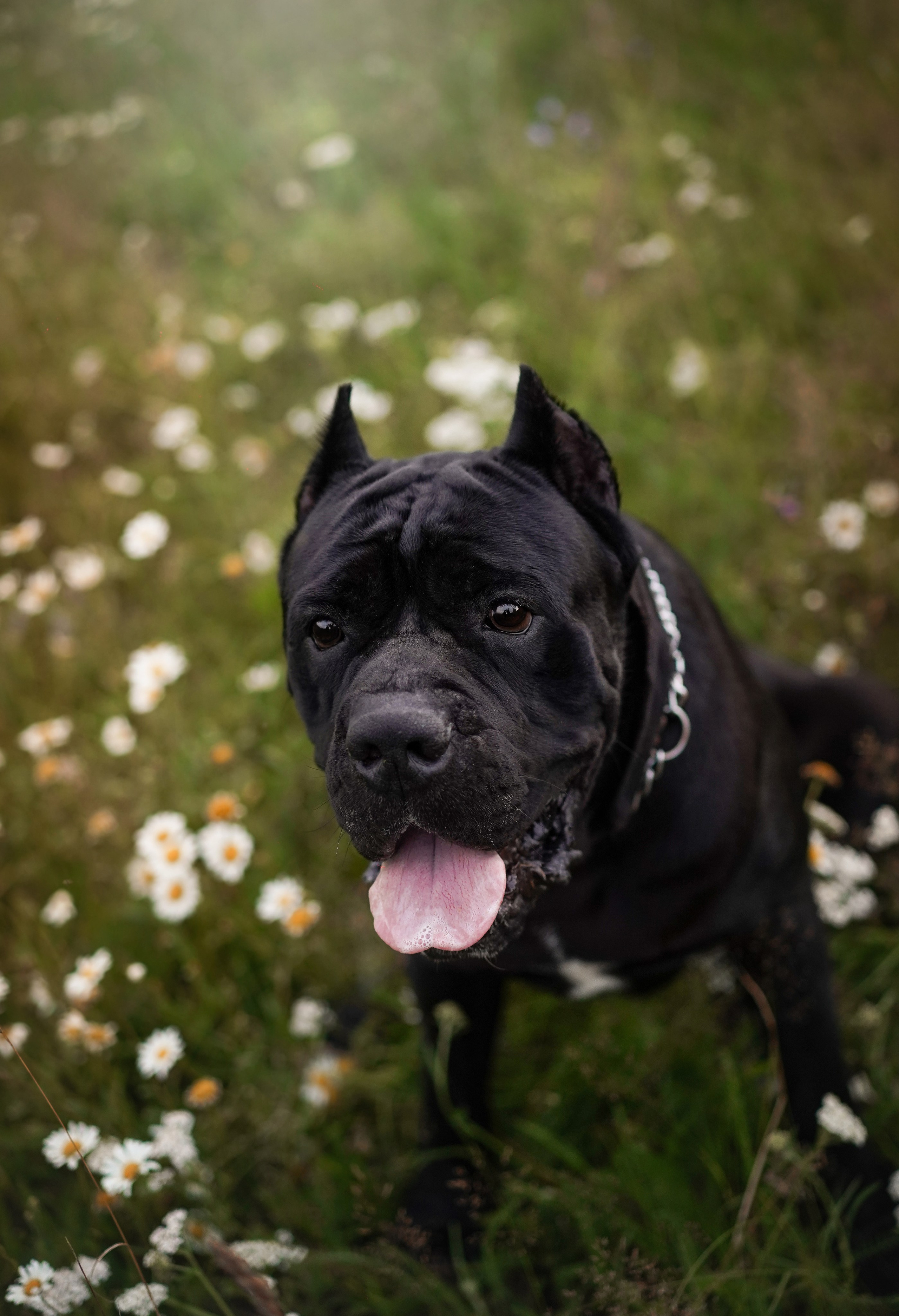 Юлия Костя и Виннер. Фотограф-анималист в Санкт-Петербурге Яна Мартынова