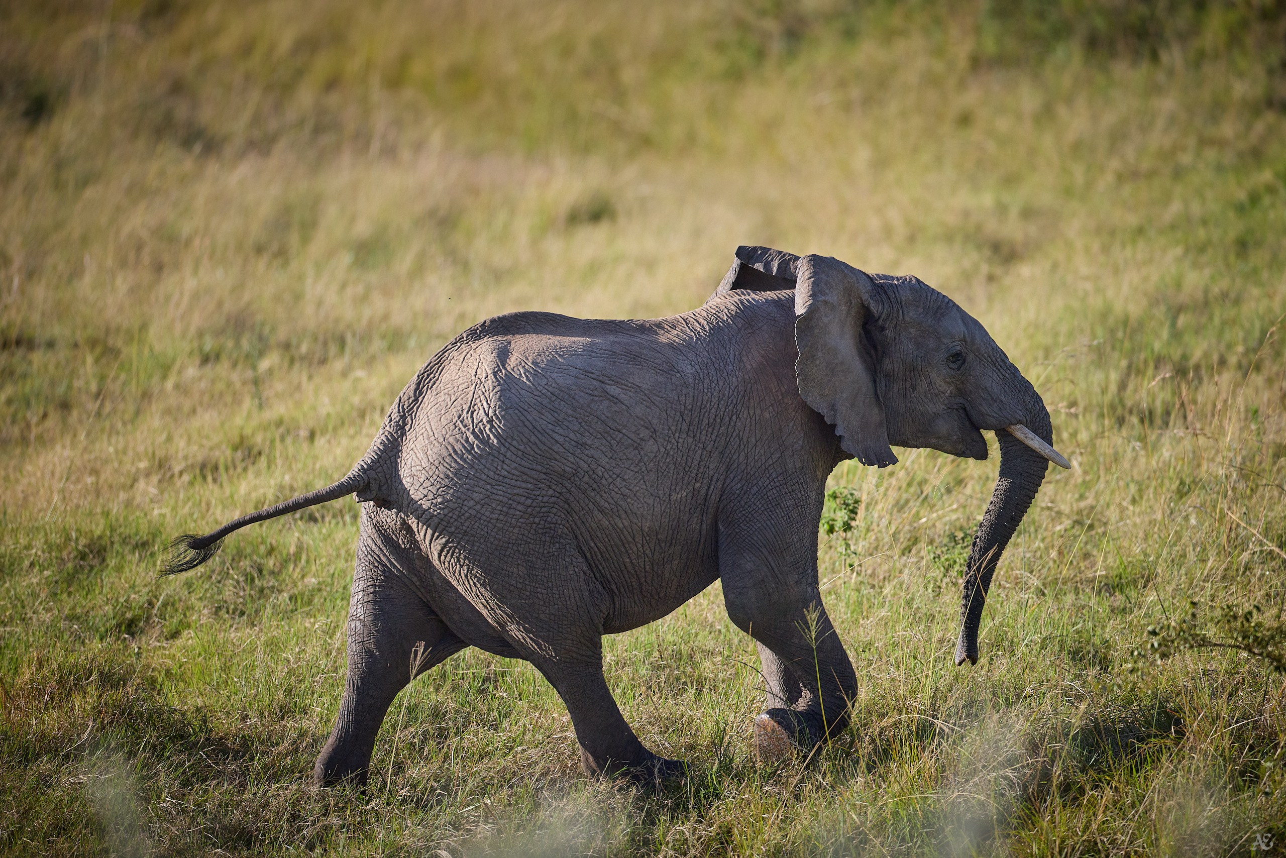 А я иду, гуляю...