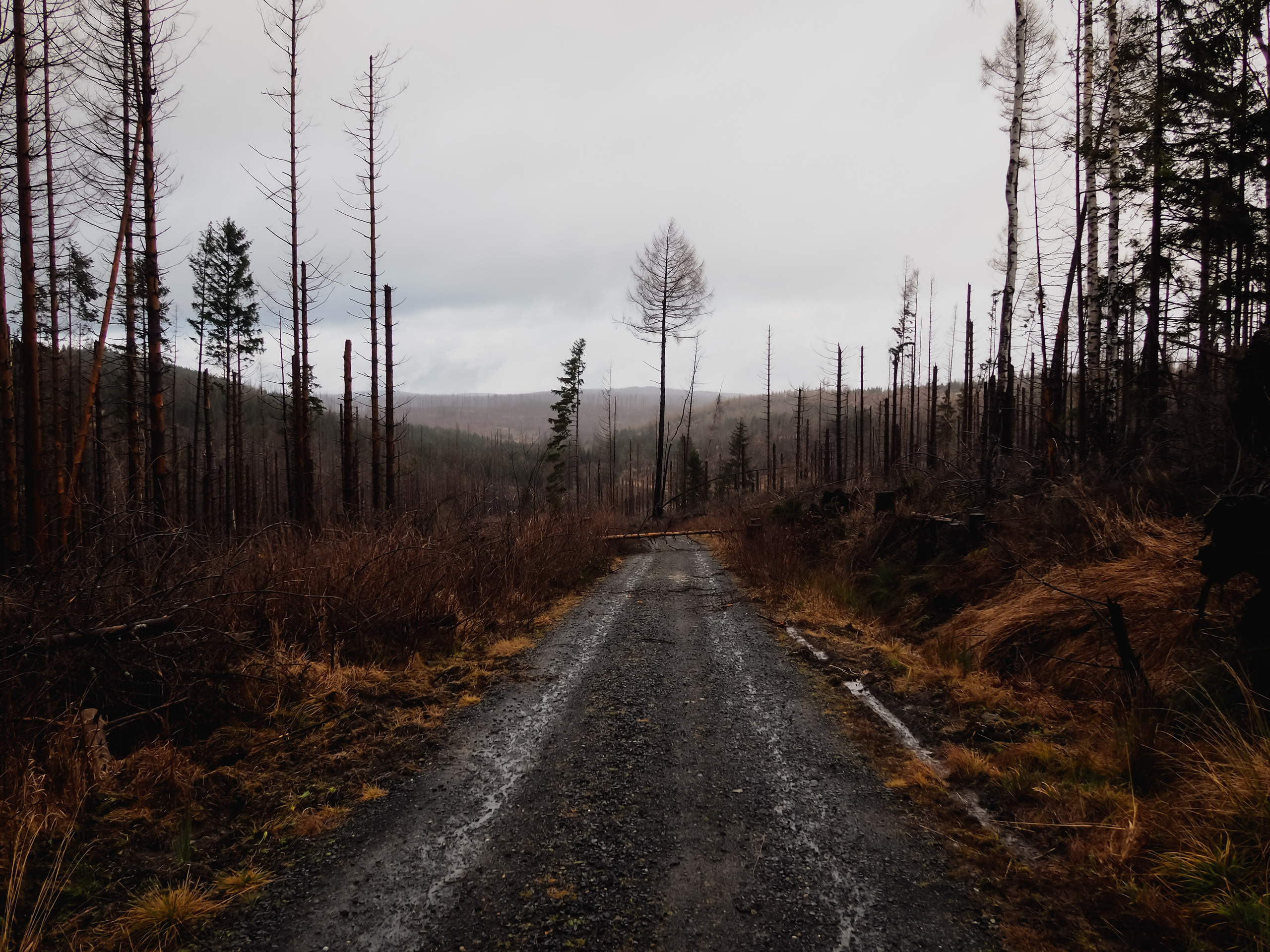 Харц. Германия