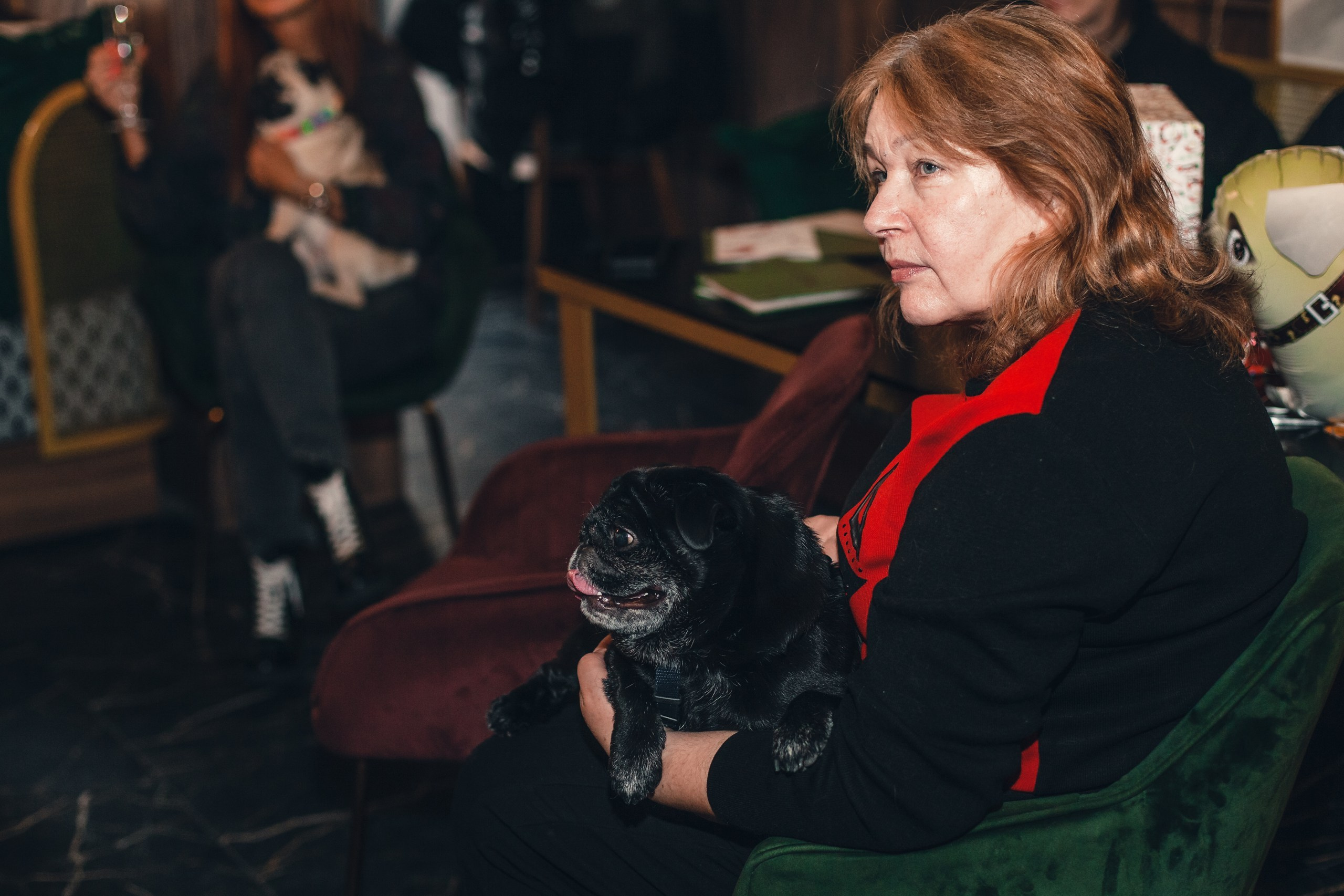 Мопсовстреча 02.12.2023. Фотограф-анималист Татьяна Степанова