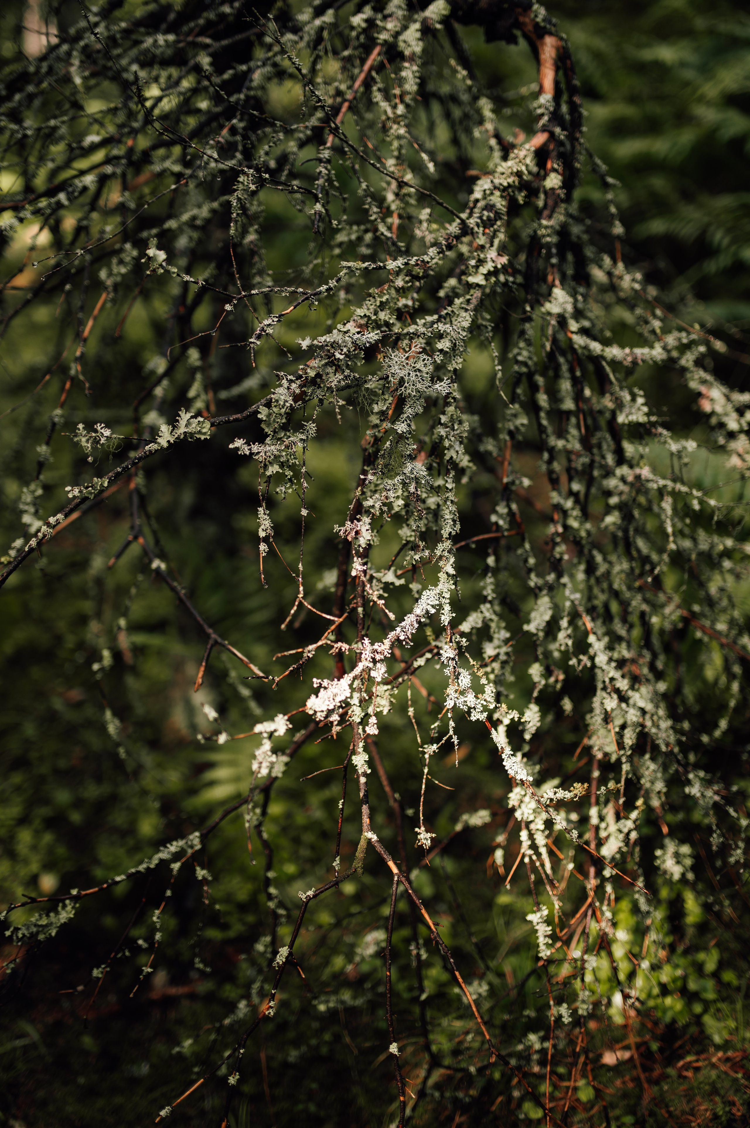Свадебная. Профессиональный фотограф и видеограф в Сортавала Ася Легконогова