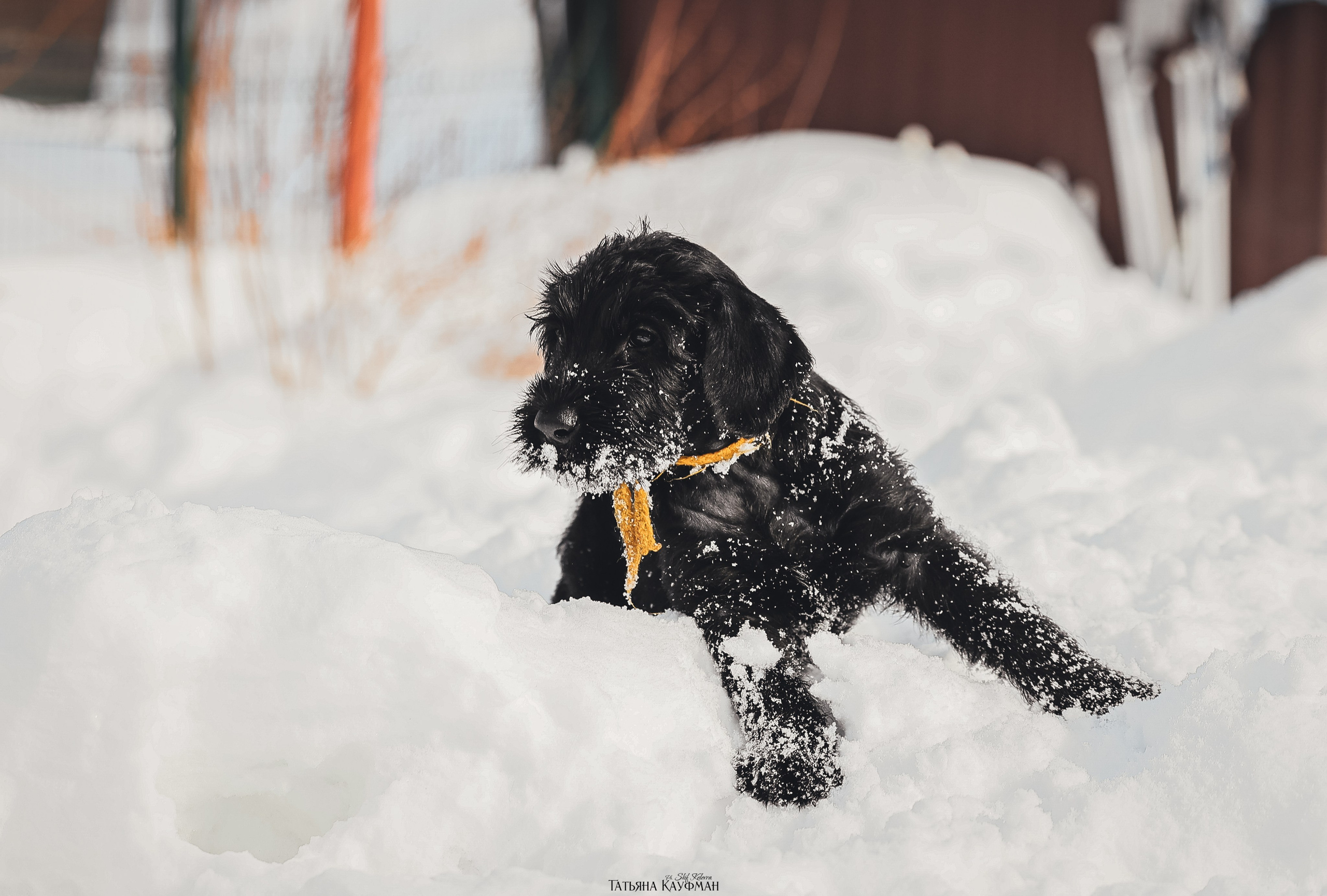 Ризеншнауцер, щенки ризеншнауцера, купить ризеншнауцера, купить щенка, ризеншнауцер Новосибирск, фотосъемка щенков, фотосессия собак, заказать фотосессию, фотографии щенков, сфотографировать щенка, фотограф Анималист, фотограф собак Новосибирск, фотограф анималист Новосибирск