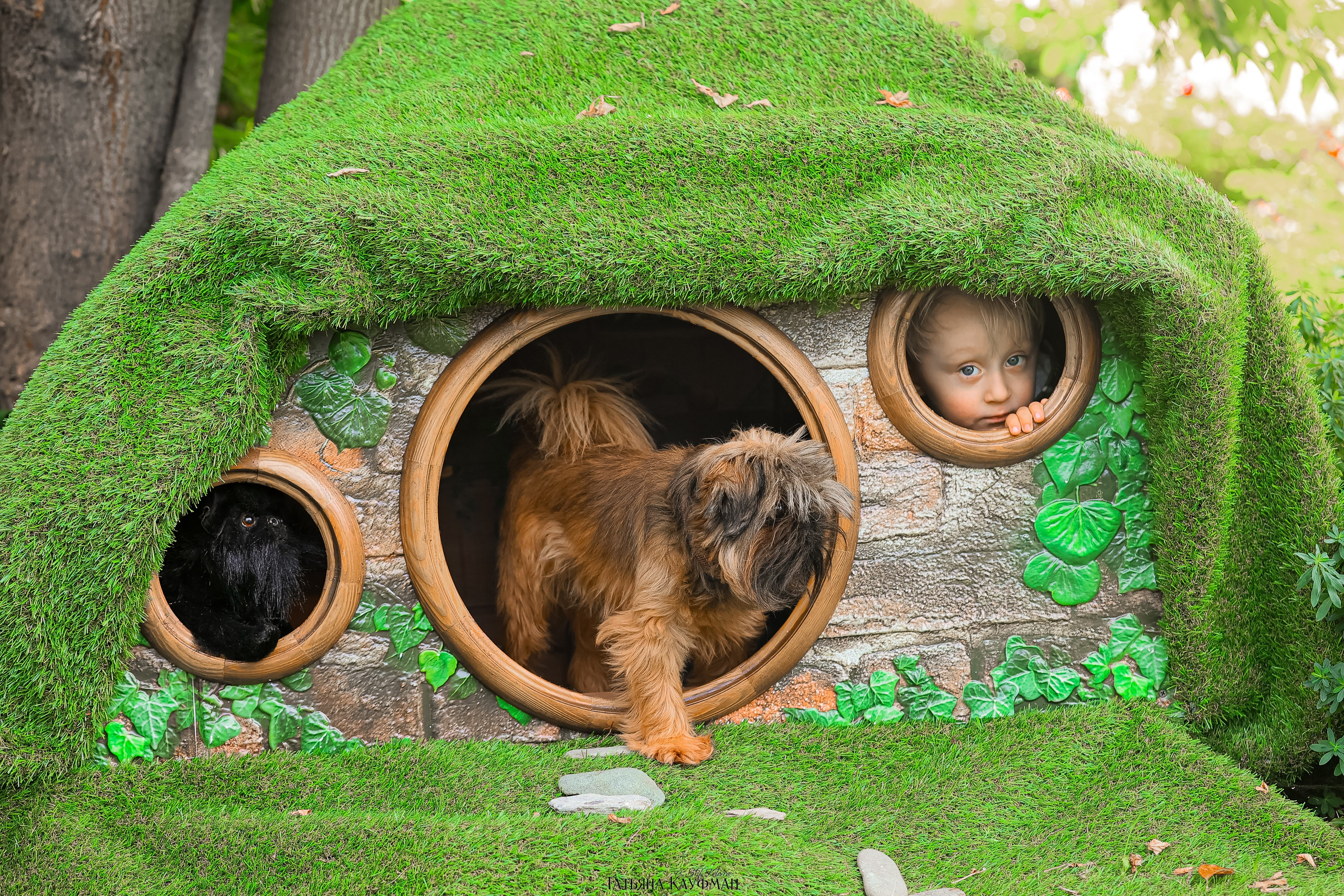 Домик для хоббитов, фотозона, властелин колец, шир, хоббиты, гномы, брюссельский гриффон, малый брабансон, фотосессия, ручная работа, фотограф анималист, фотограф Новосибирск