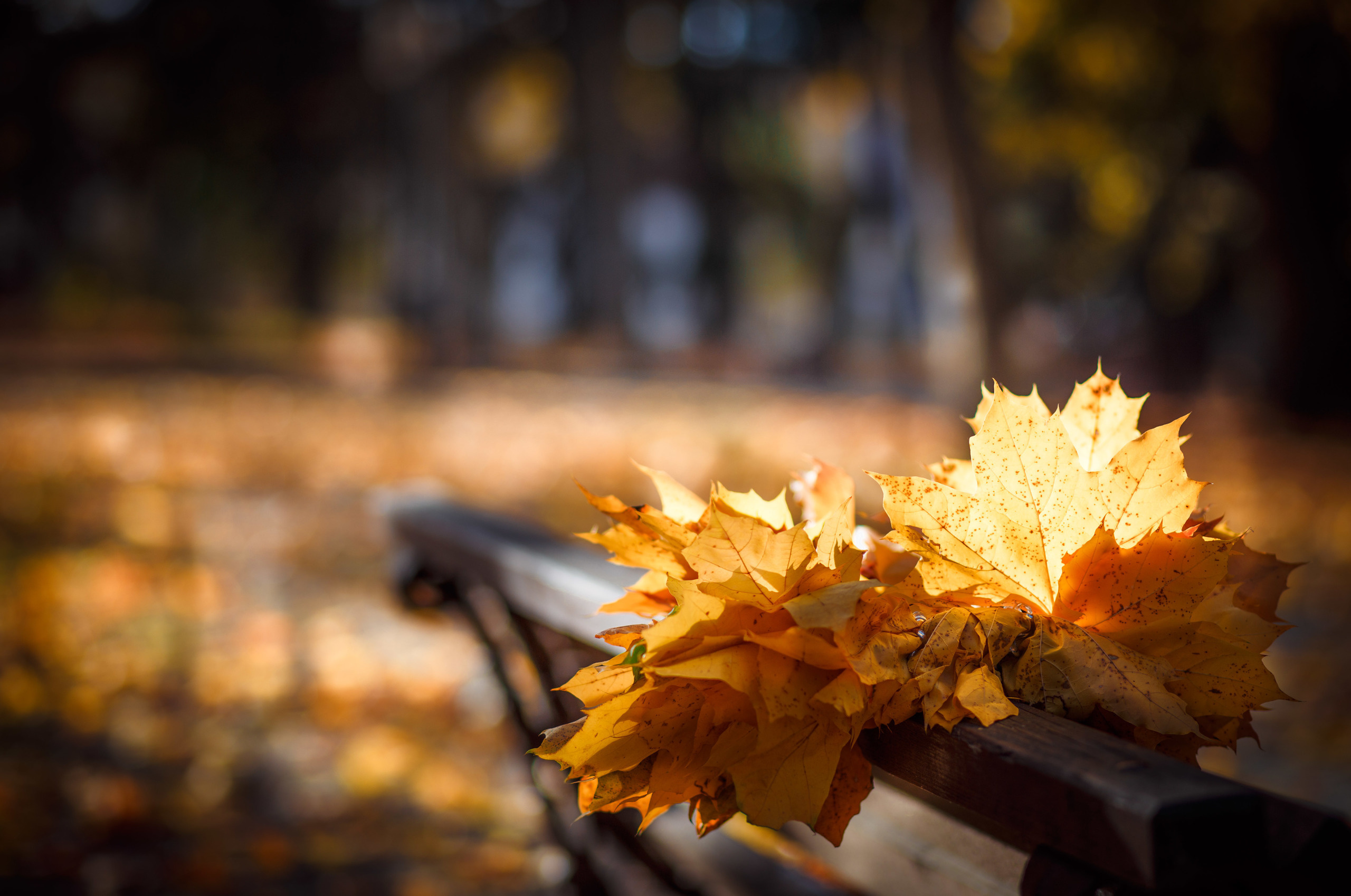 Индивидуальная съёмка. Свадебный и семейный фотограф в Несвиже Ксения Самойлик