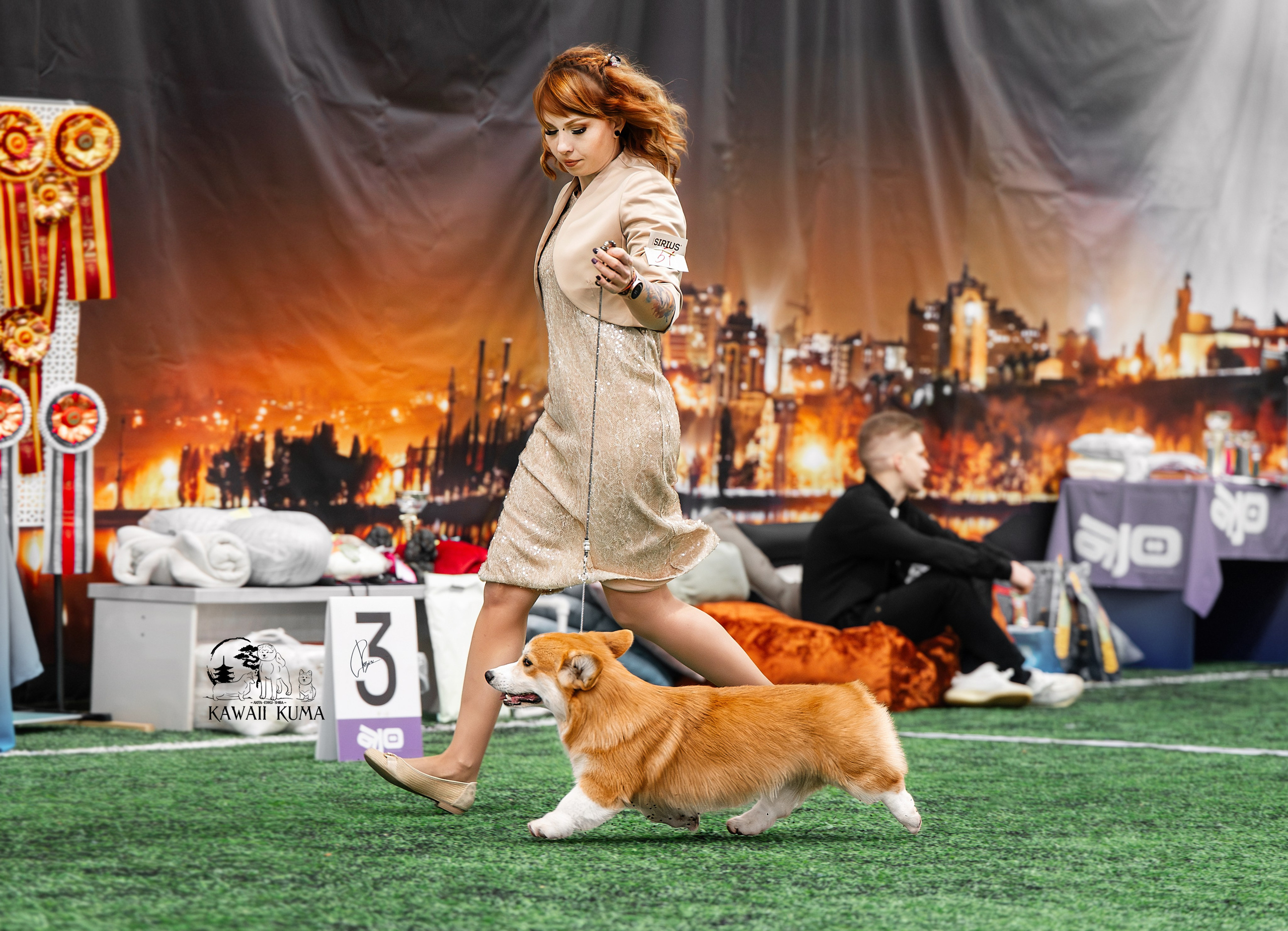 КОРГИ. Kawaii Kuma питомник собак пород Корги пемброк, Акита ину, Сиба