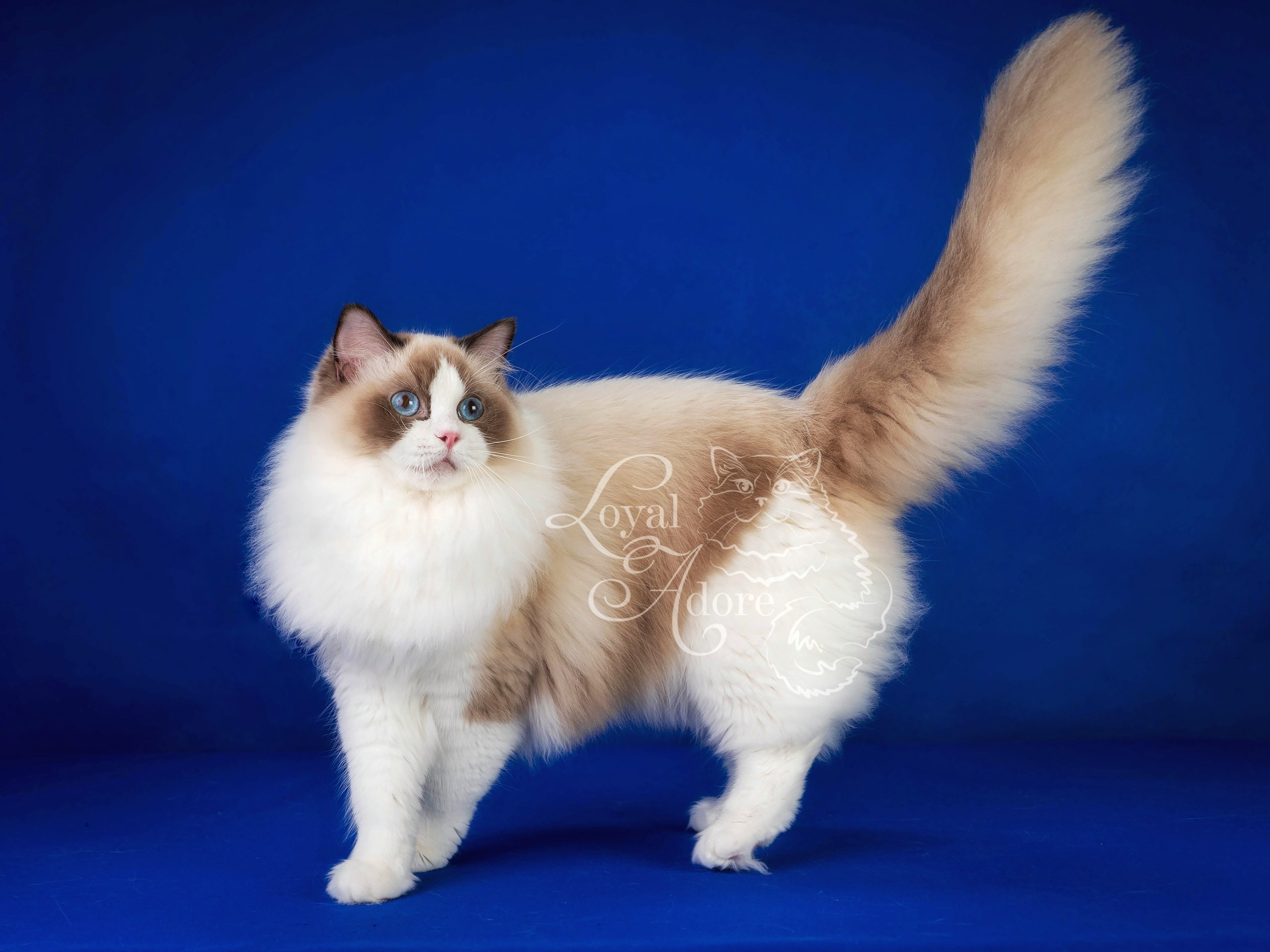 Кошки производители Loyal Adore. Питомник рэгдолл Loyal Adore