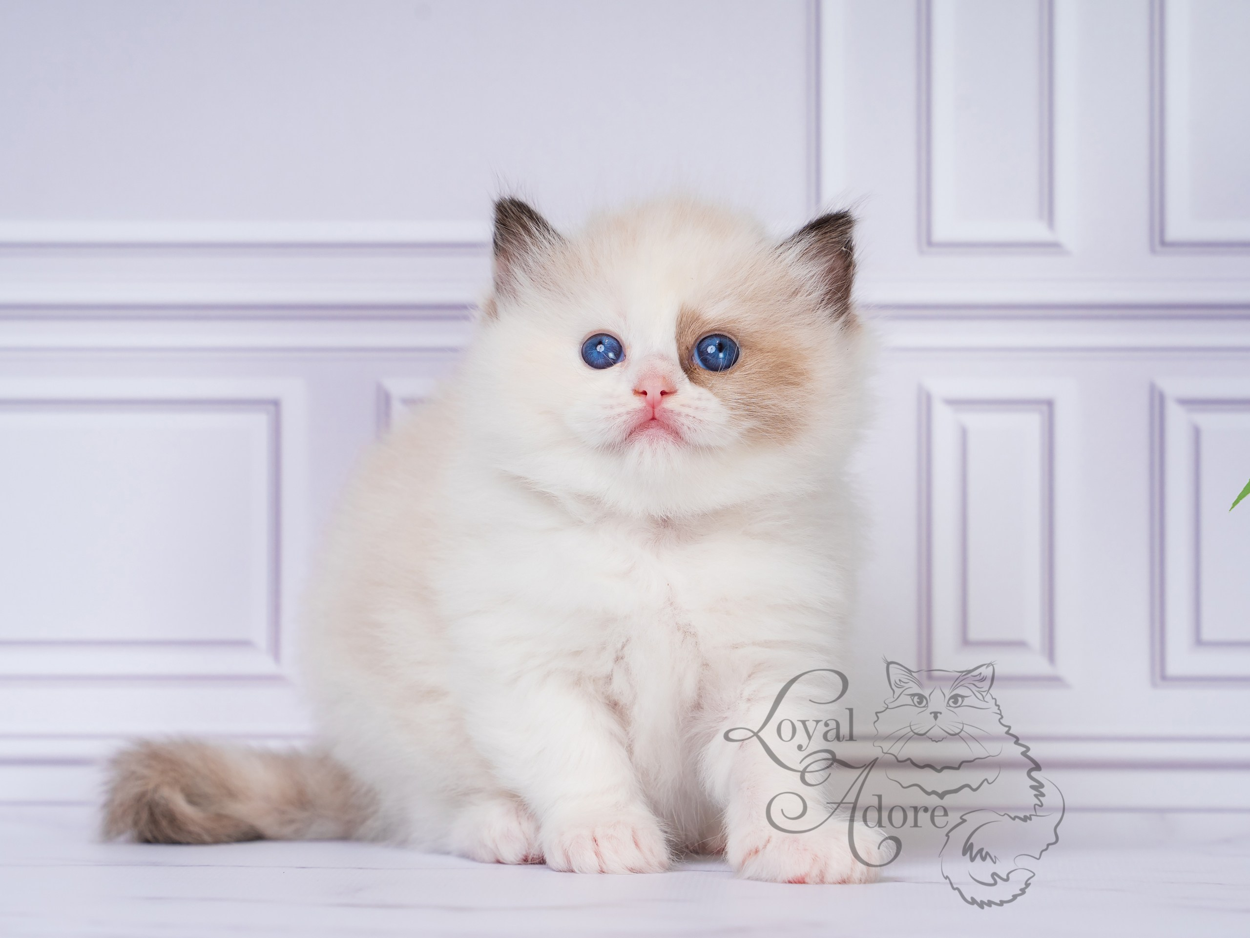 Котята рэгдолл от Loyal Adore. Питомник рэгдолл Loyal Adore