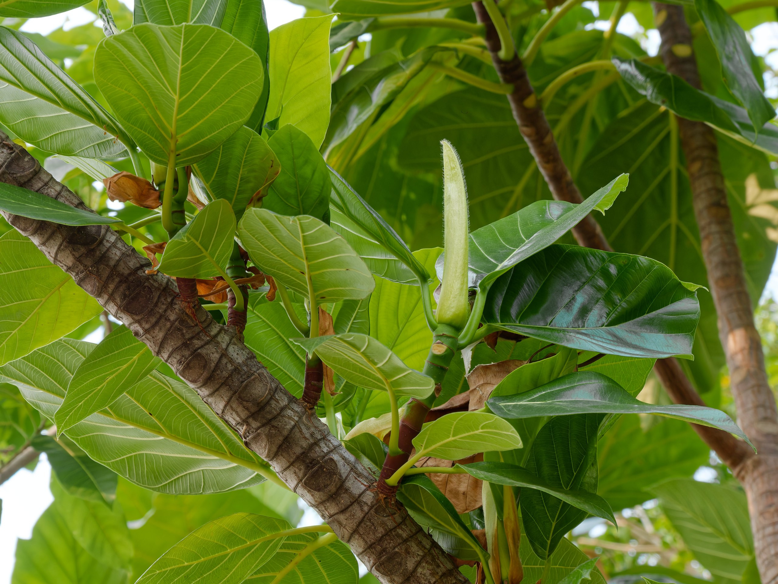 Хайнань 2026, флора, цветы и деревья. Фотопрогулки по Миру