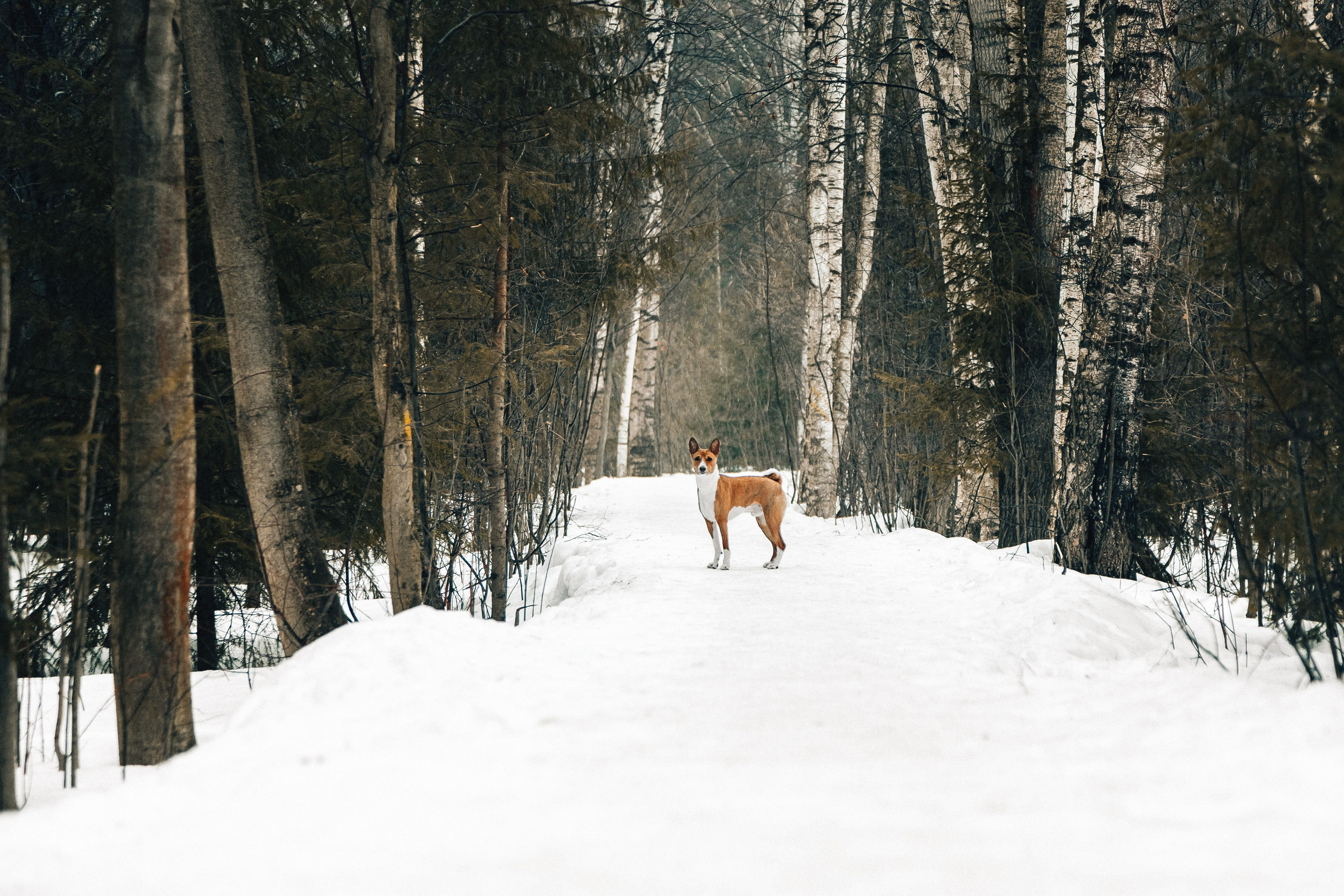 Басенджи Мэнни. Htykk_photo
