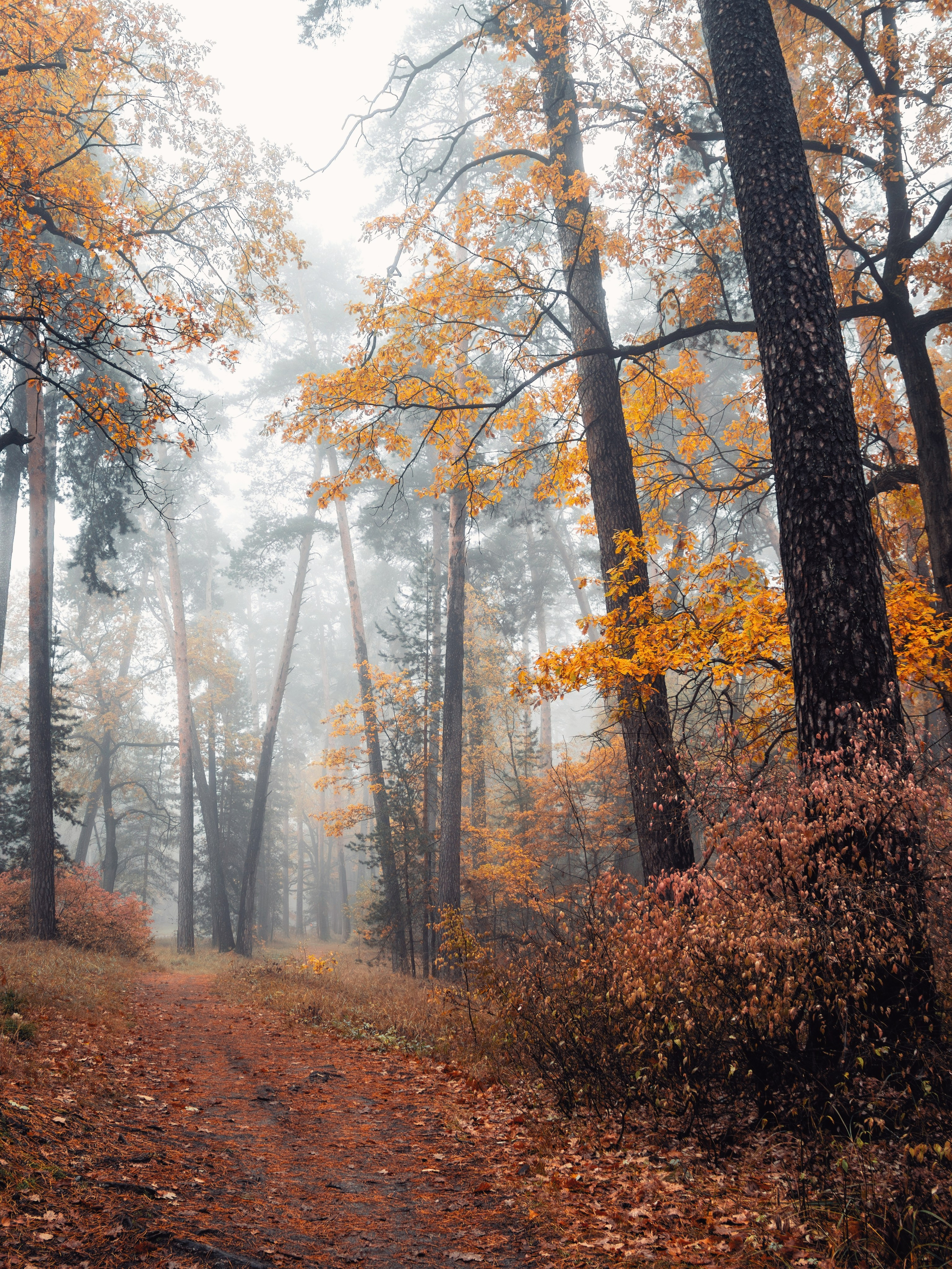 Октябрьский туман. С любовью, фотохудожник