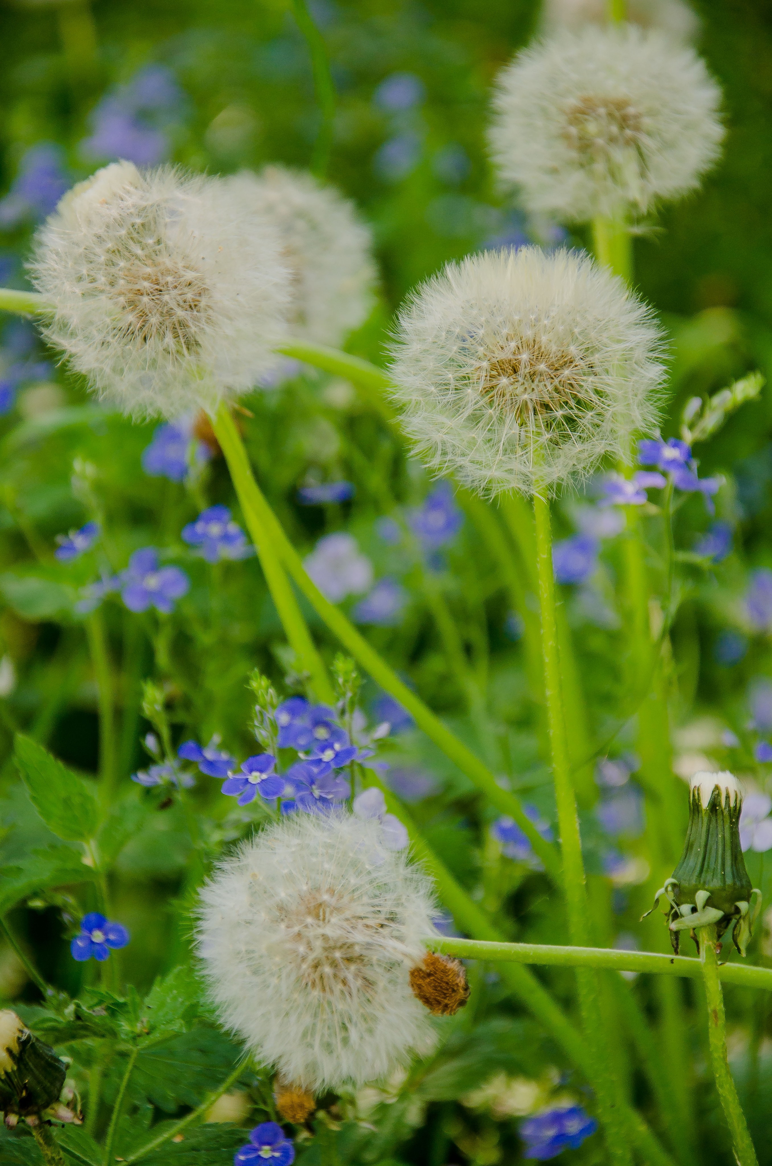 Мотофестивали. Фотограф в Москве