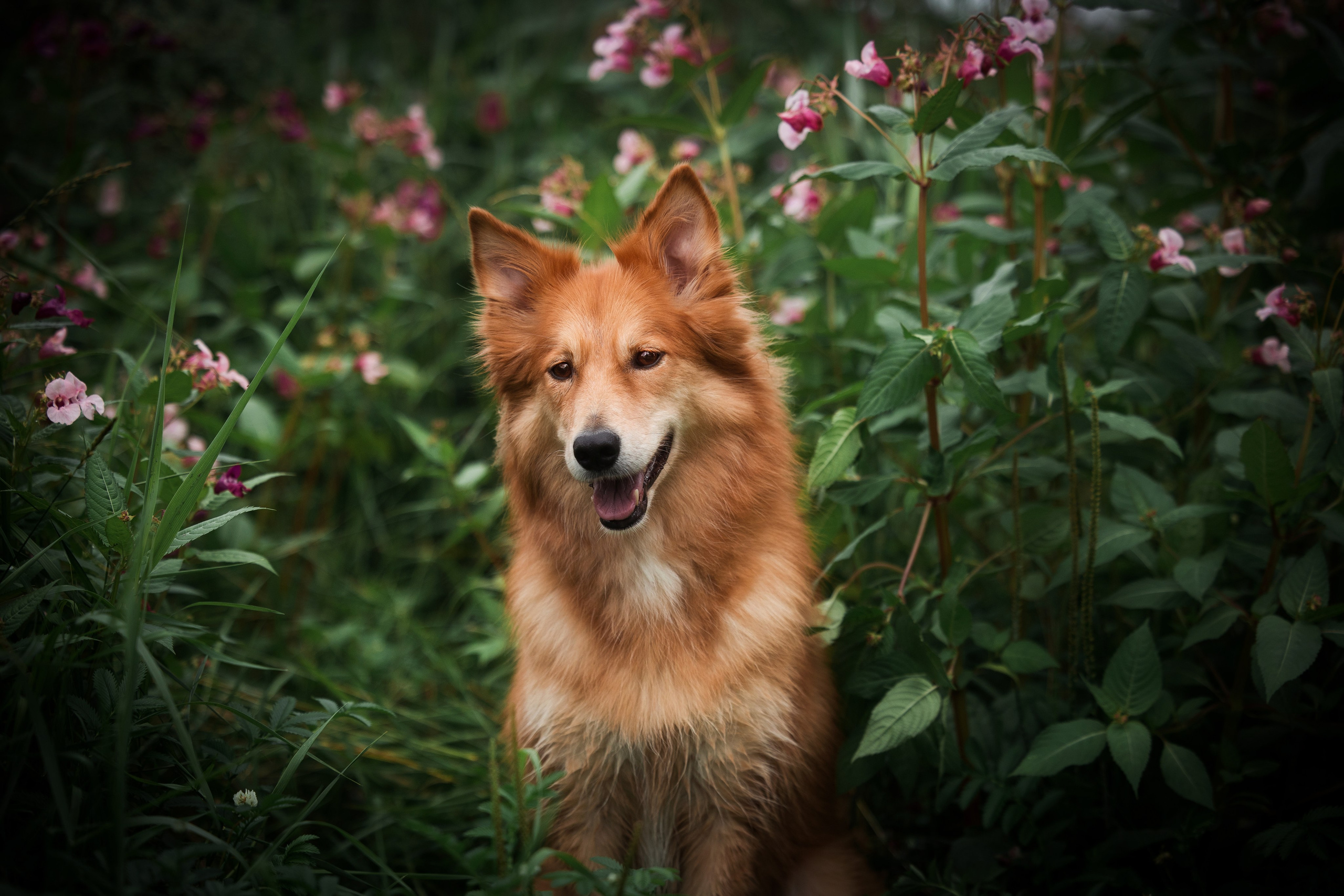 Портфолио. Фотограф-анималист в Екатеринбурге Марина Шишкина