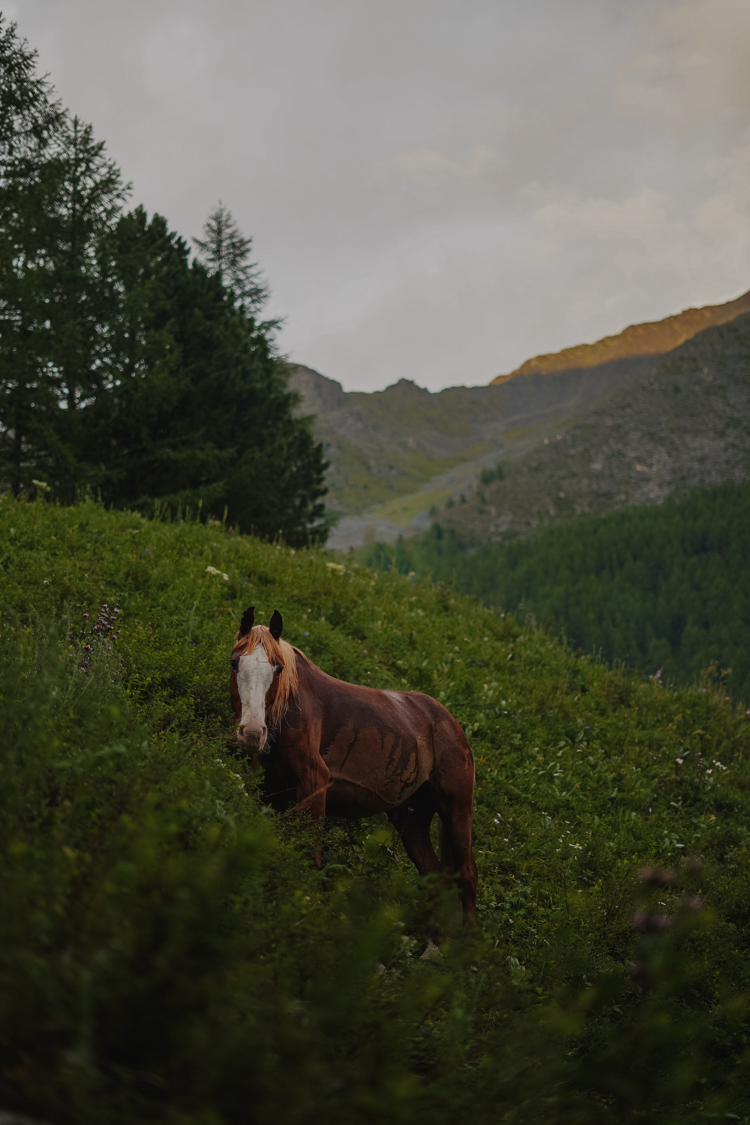 Алтай, поход к Белухе 2023. Фотограф Ольга Пучкова