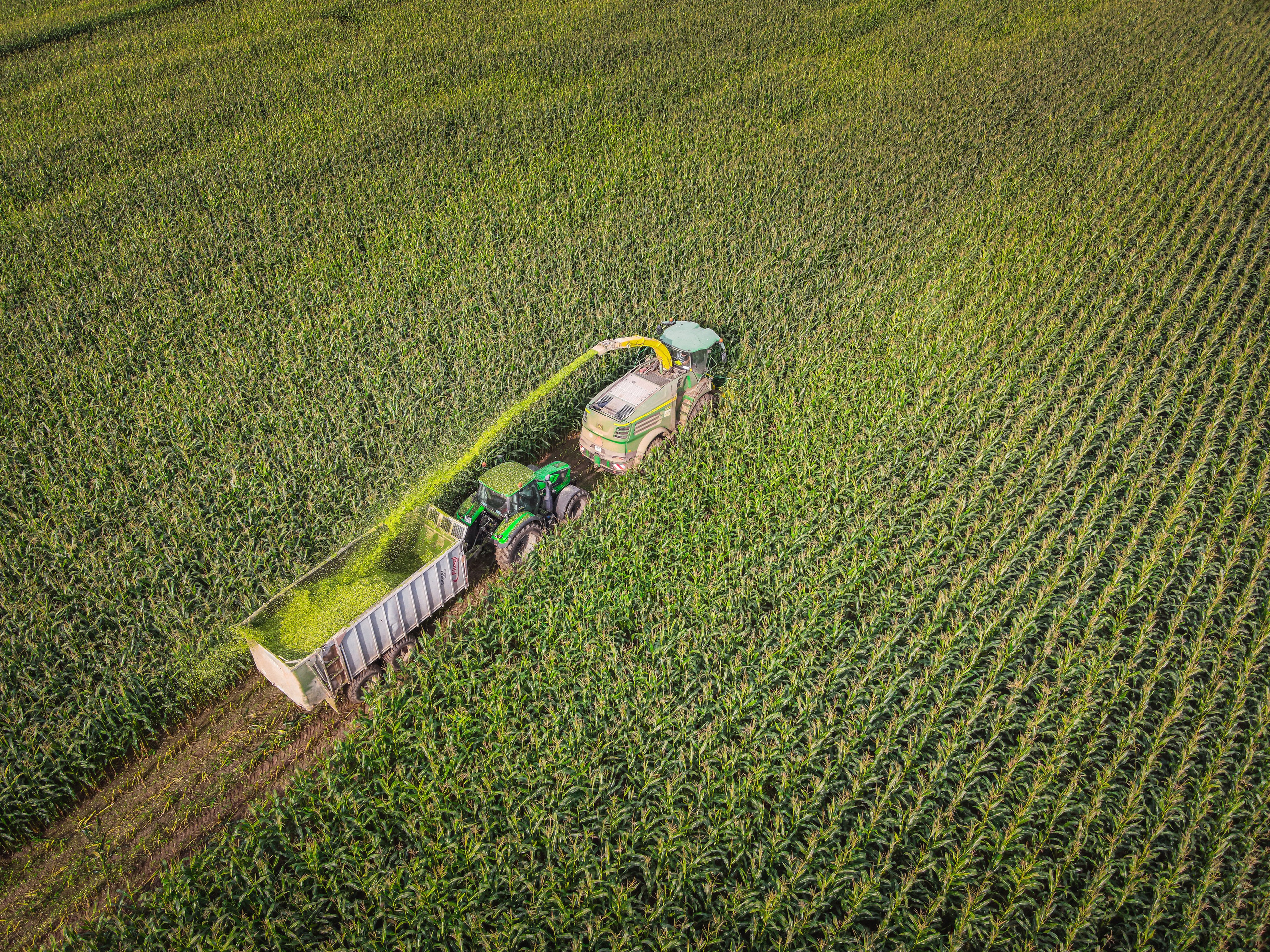 комбайны собирают кукурузу на кукурузном поле, сельское хозяйство Любимского района, Ярославской области