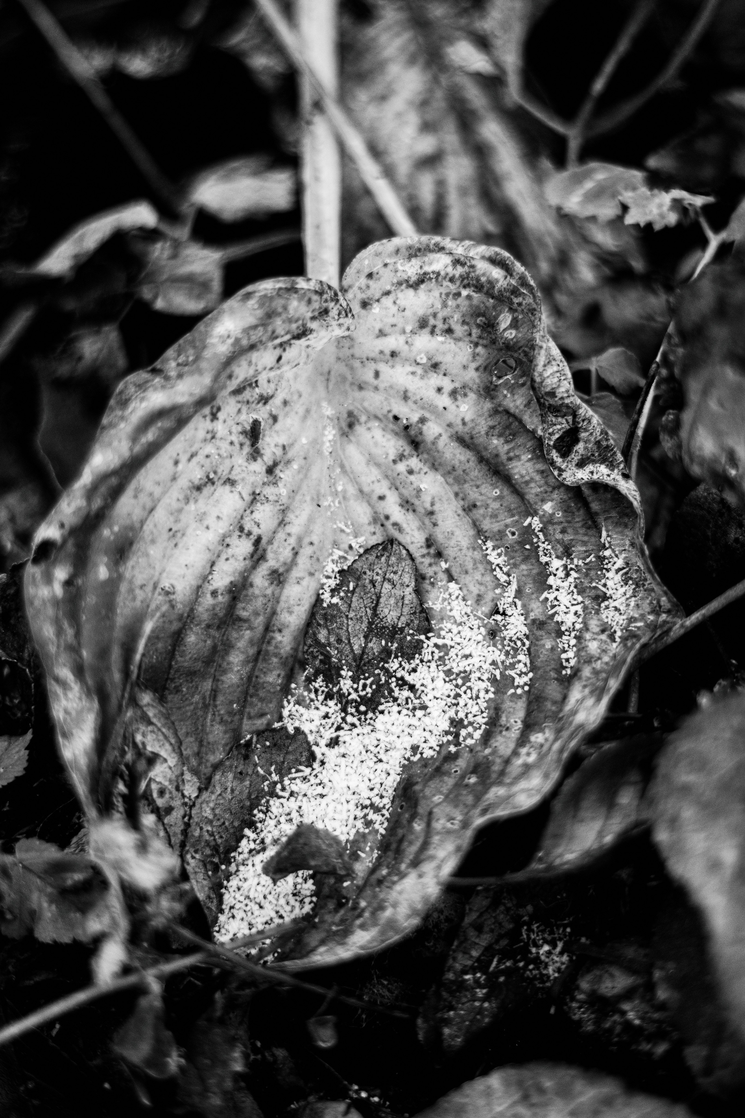 十一月的花园 – 秋日氛围与金色光影摄影