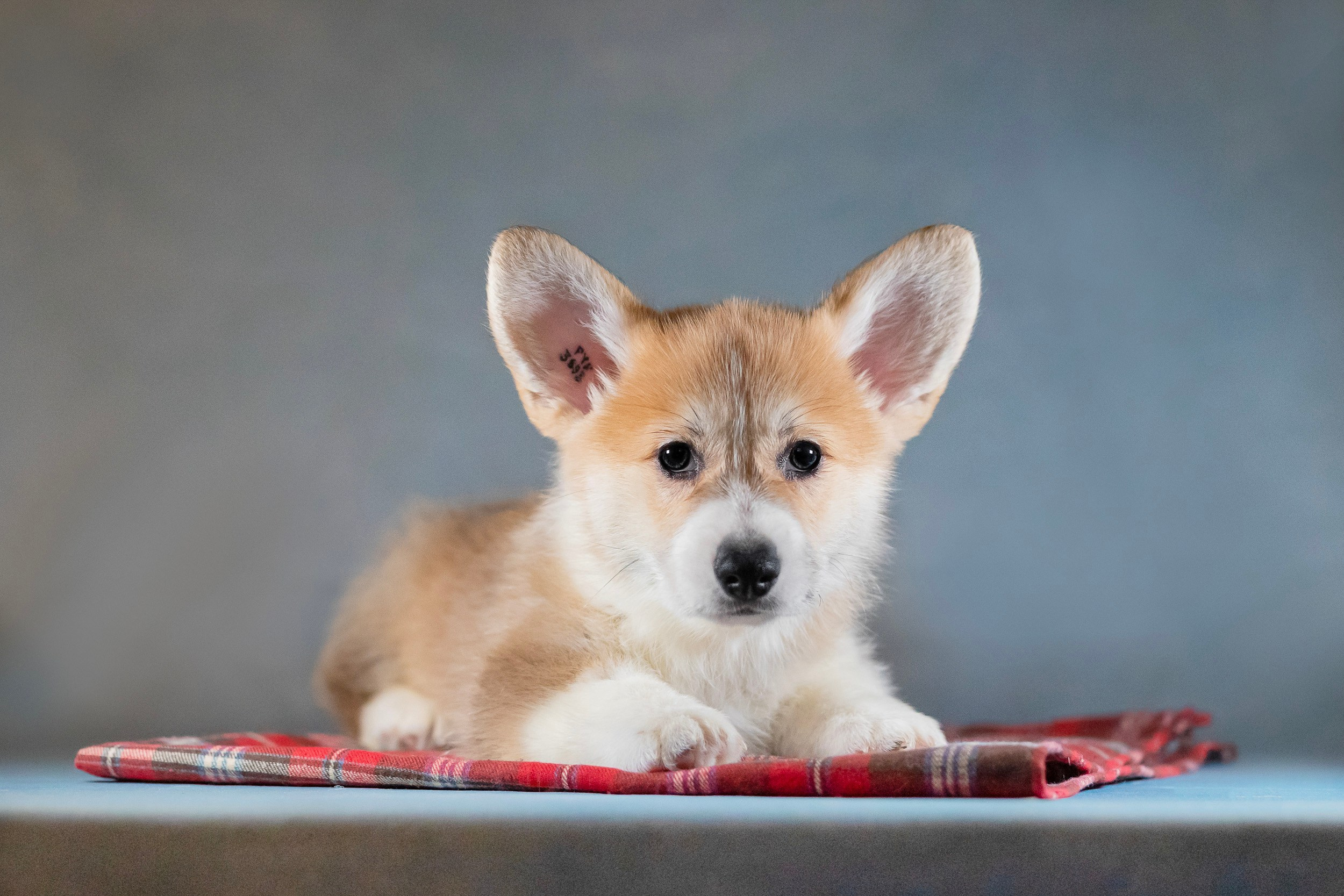 Вельш Корги Пемброк. Фотограф анималист, семейный фотограф, фотограф собак Комратова Мария. г. Москва