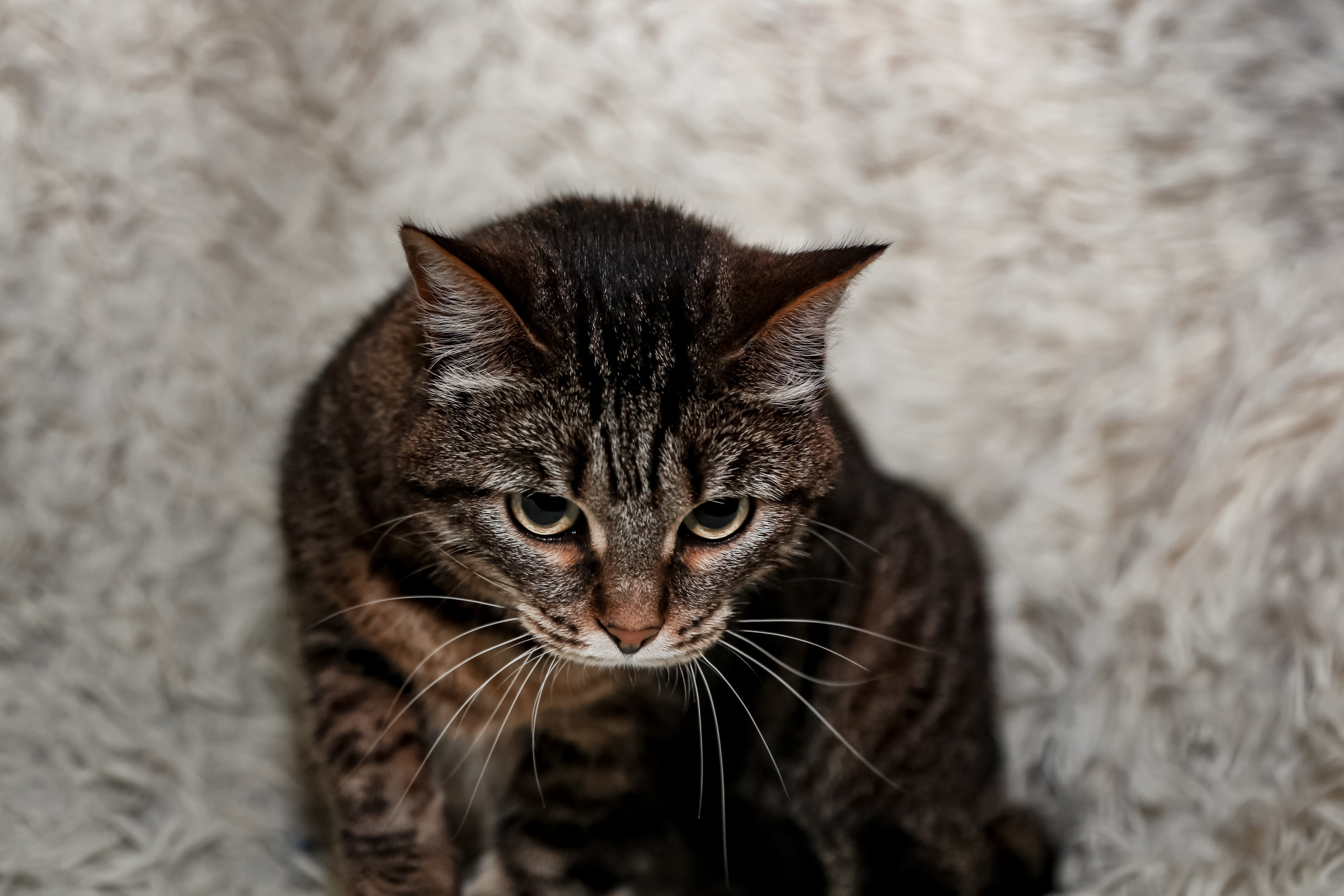 Приют Кошкин Дом Филимоша. Ваш фотограф в Оренбурге Рощупкина Екатерина