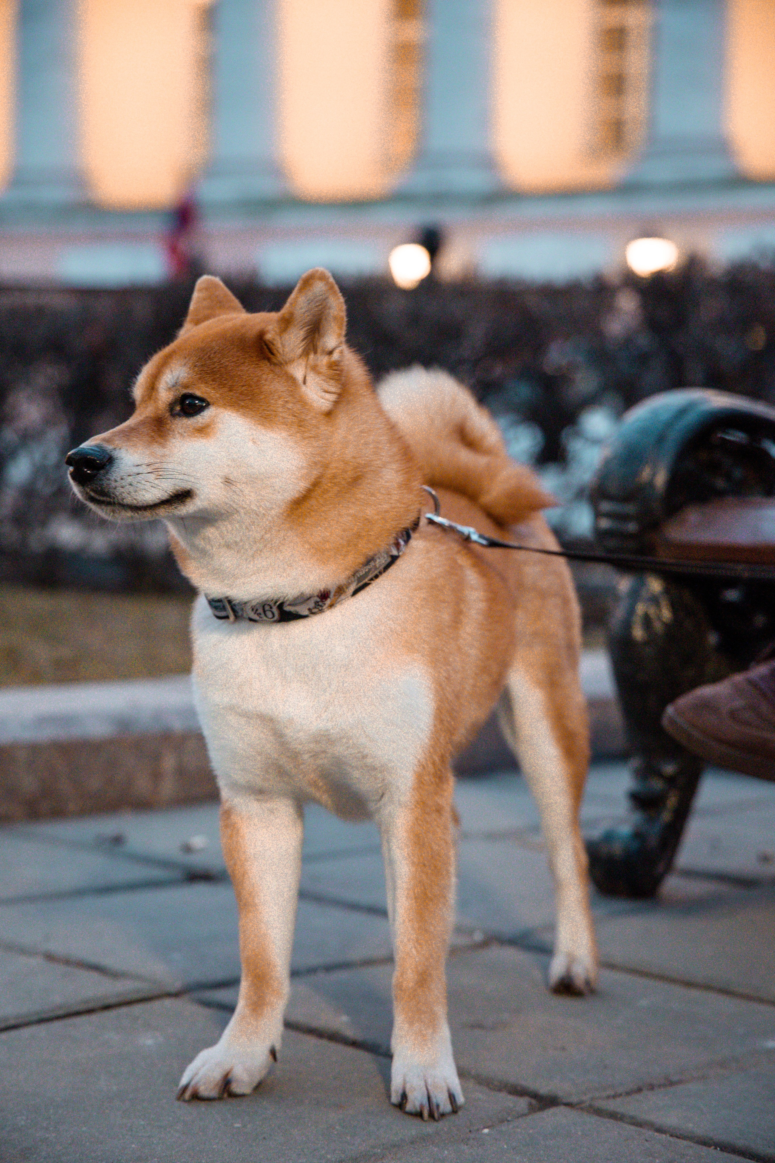 Сиба-ину. Фотограф для маркетплейсов, фотоуслуги в Жуковском Татьяна Марсуверских