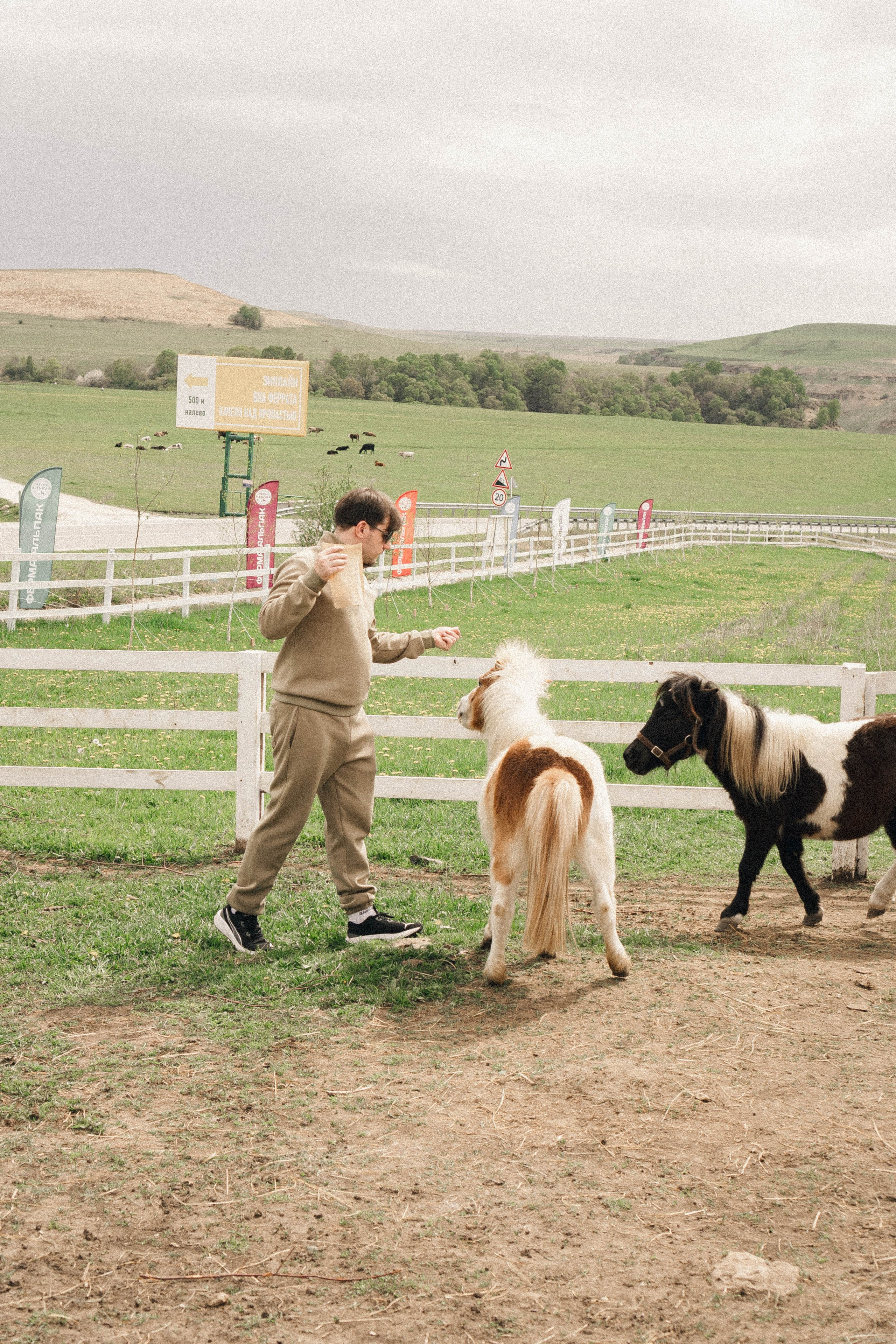 Ферма Альпак. Профессиональный фотограф, Санкт-Петербург — Виктория Богомолова