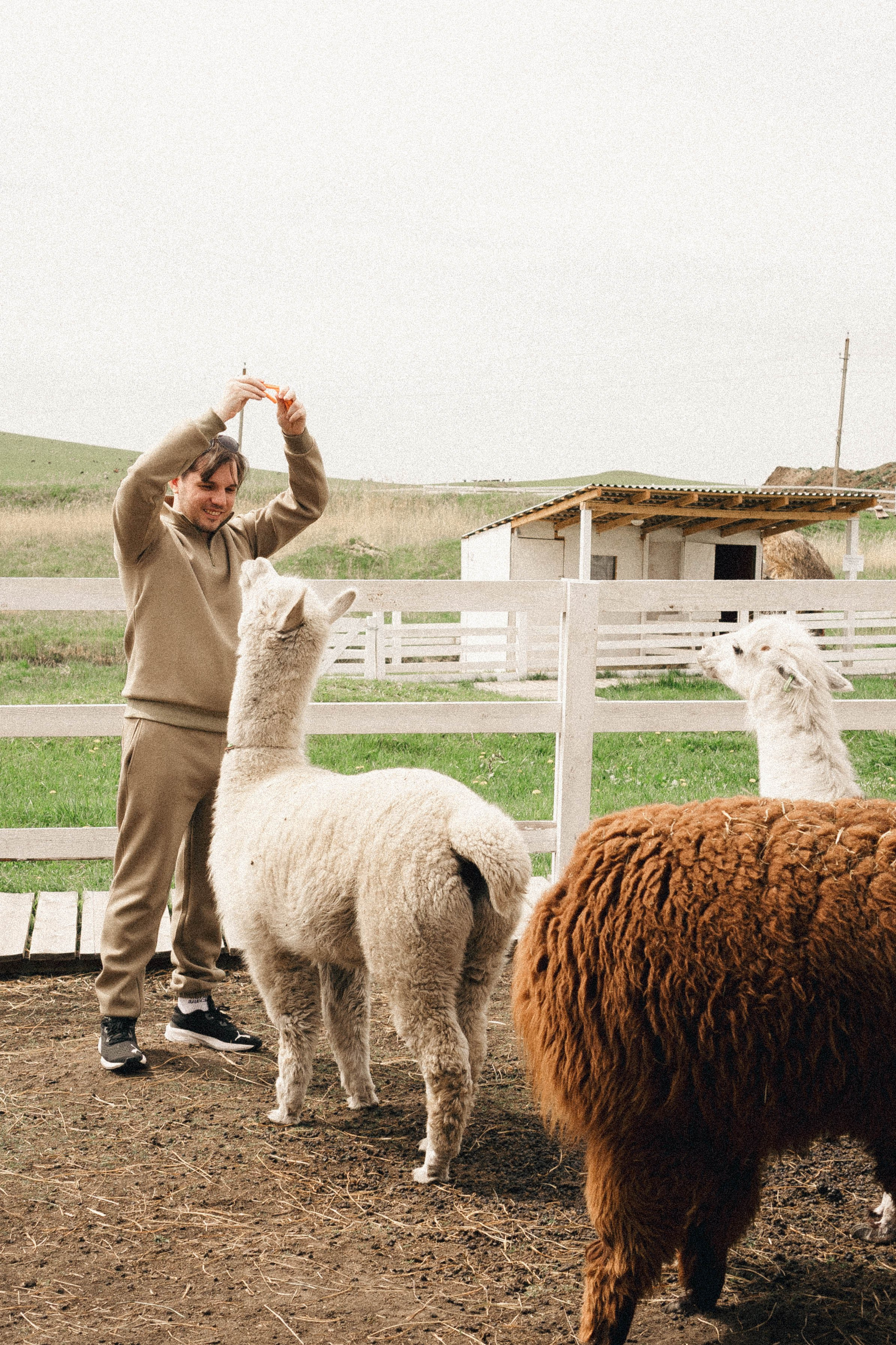 Ферма Альпак. Профессиональный фотограф, Санкт-Петербург — Виктория Богомолова