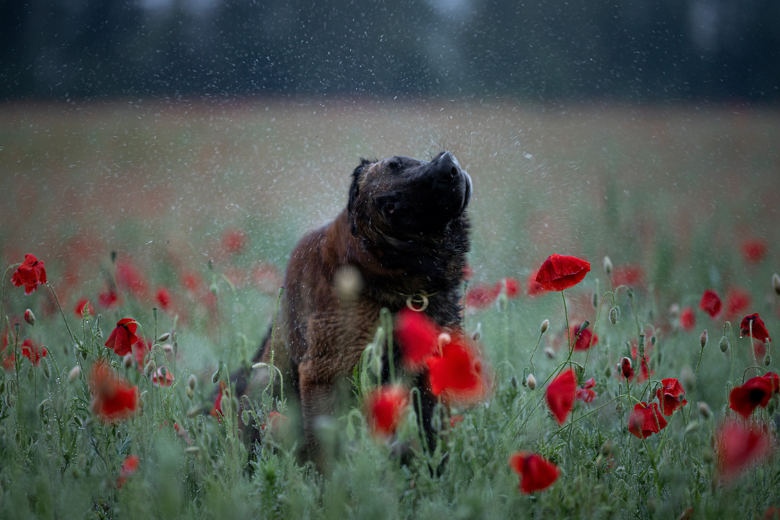 Маковое поле. Фотограф-анималист Анна Маринич