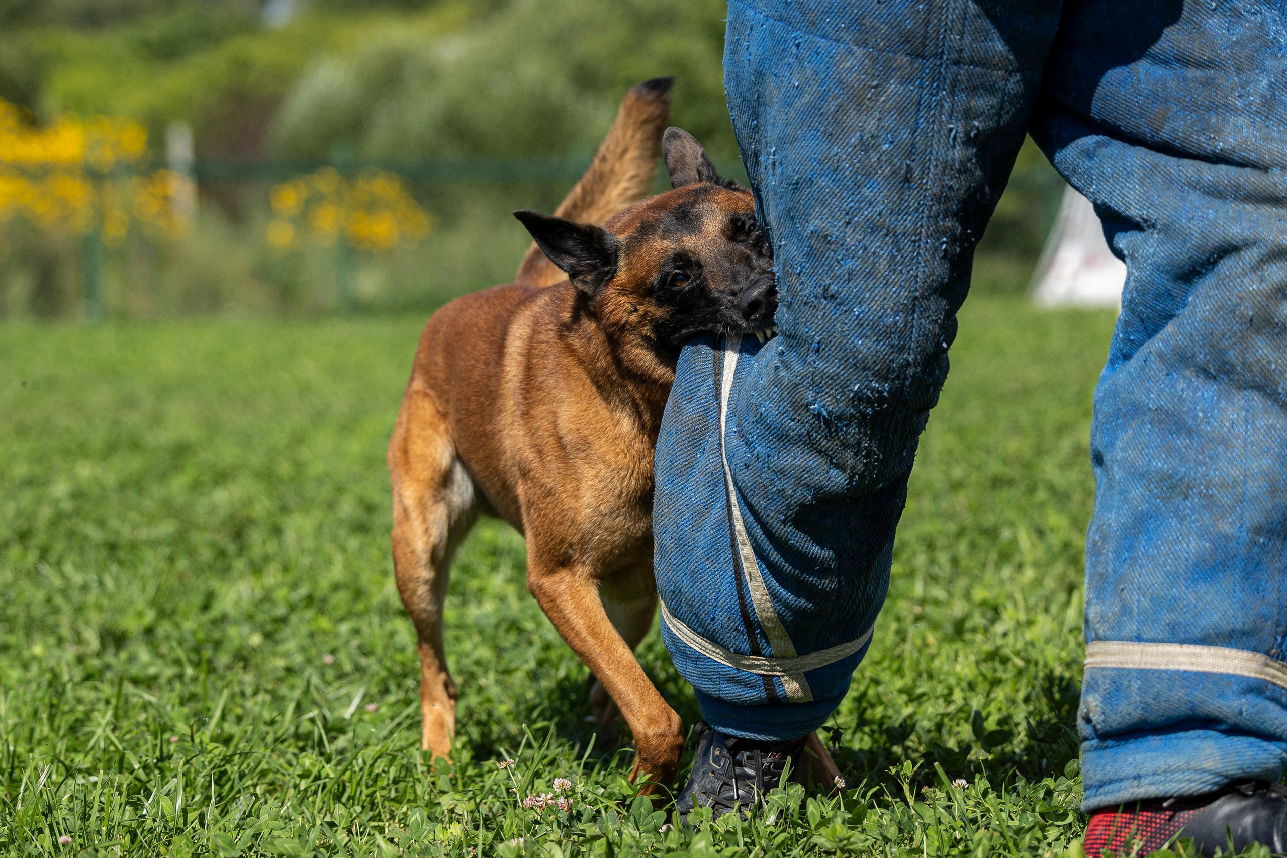 Соревнования по Мондьорингу г. Вологда 10-11.08.2024. Фотограф-анималист Анна Маринич