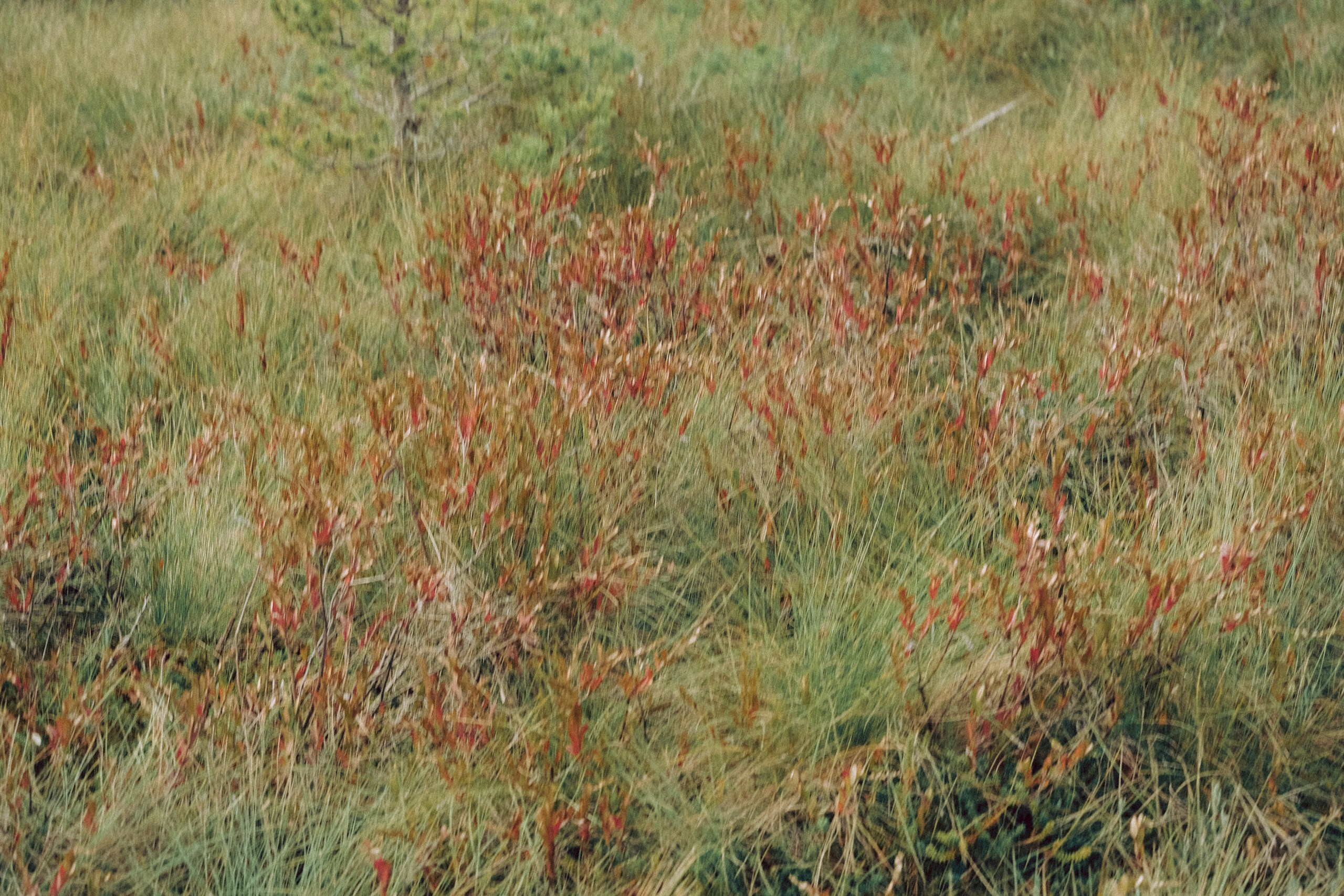 Осеняя прогулка. Профессиональный фотограф, Санкт-Петербург — Виктория Богомолова