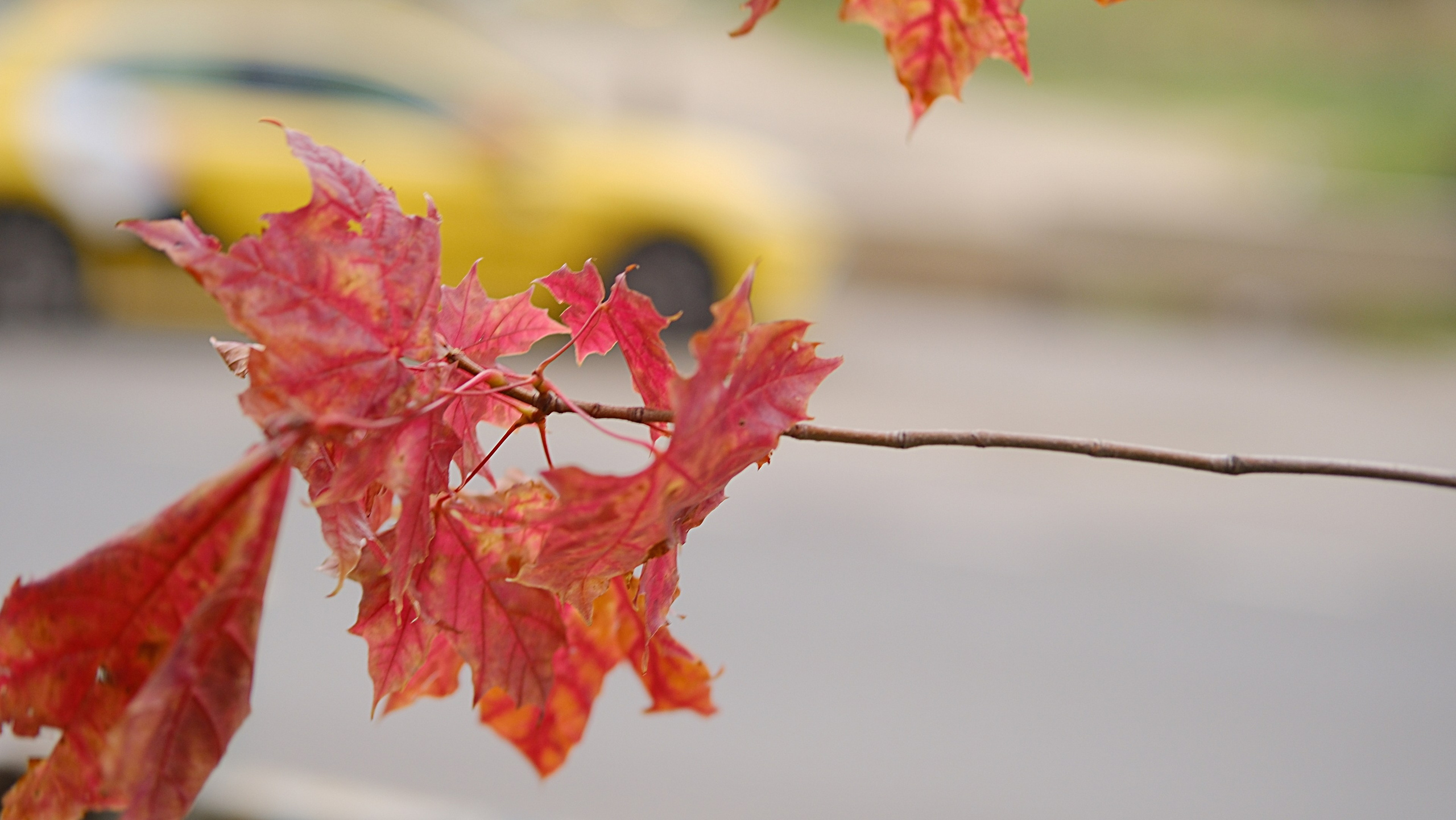 Улица, люди, жизнь…