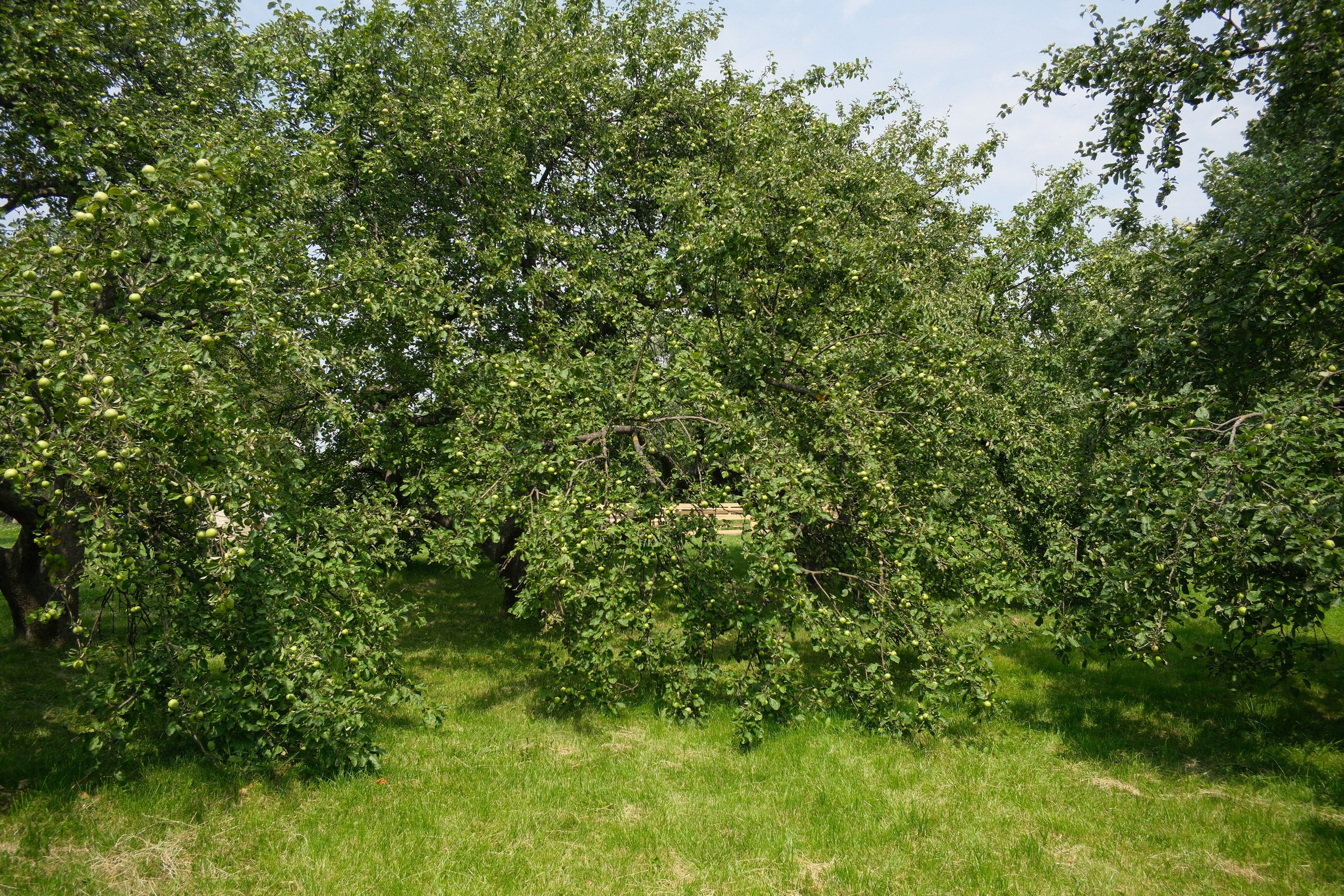 В Коломенском 07.07.2025. Улица, люди, жизнь…