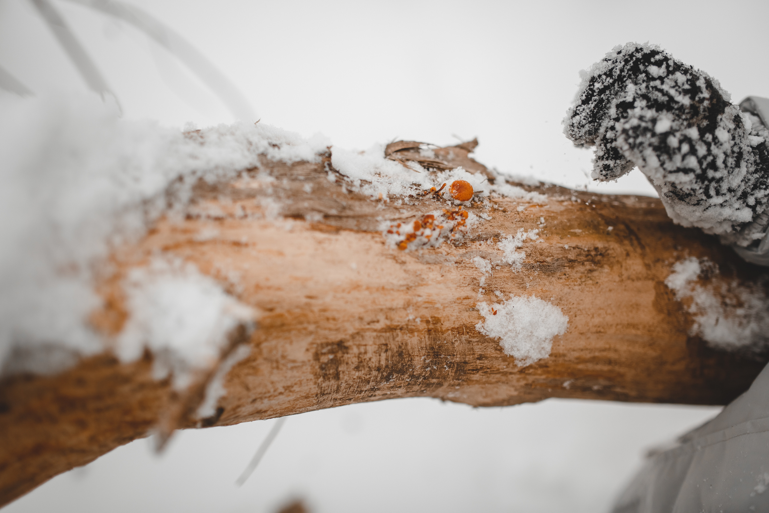 Зимняя фотопрогулка. Свадебный и семейный фотограф Москва Екатерина Верижникова