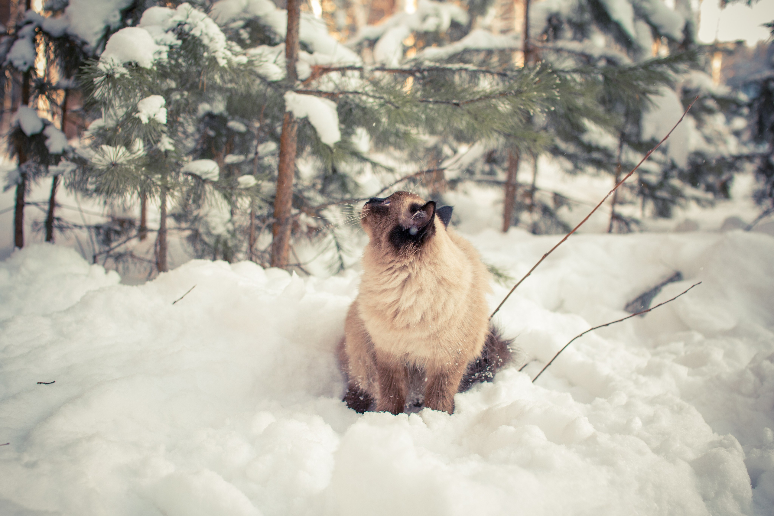 Дети — цветы жизни!. Ваш фотограф Северск | Томск
