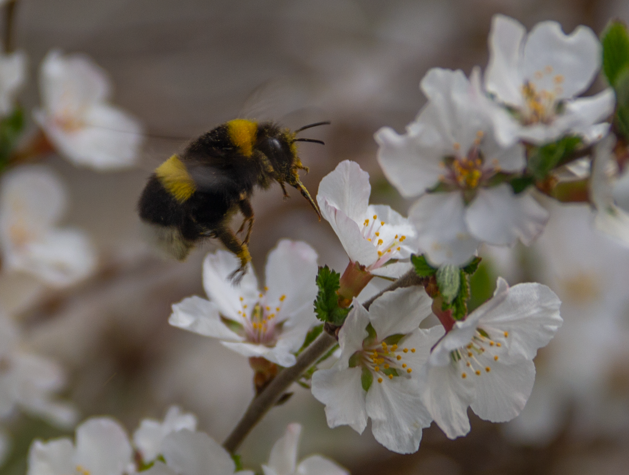 Весна. Ваш фотограф Северск | Томск