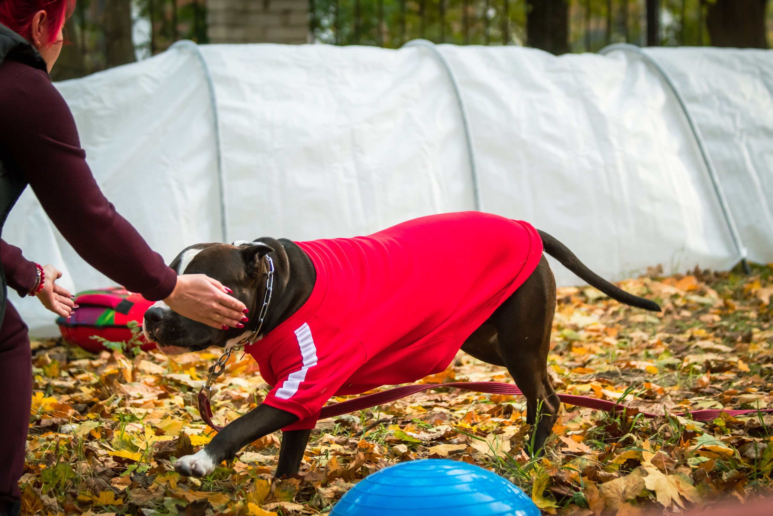 Костюмированный парад собак. Фотограф анималист — Тула, Москва