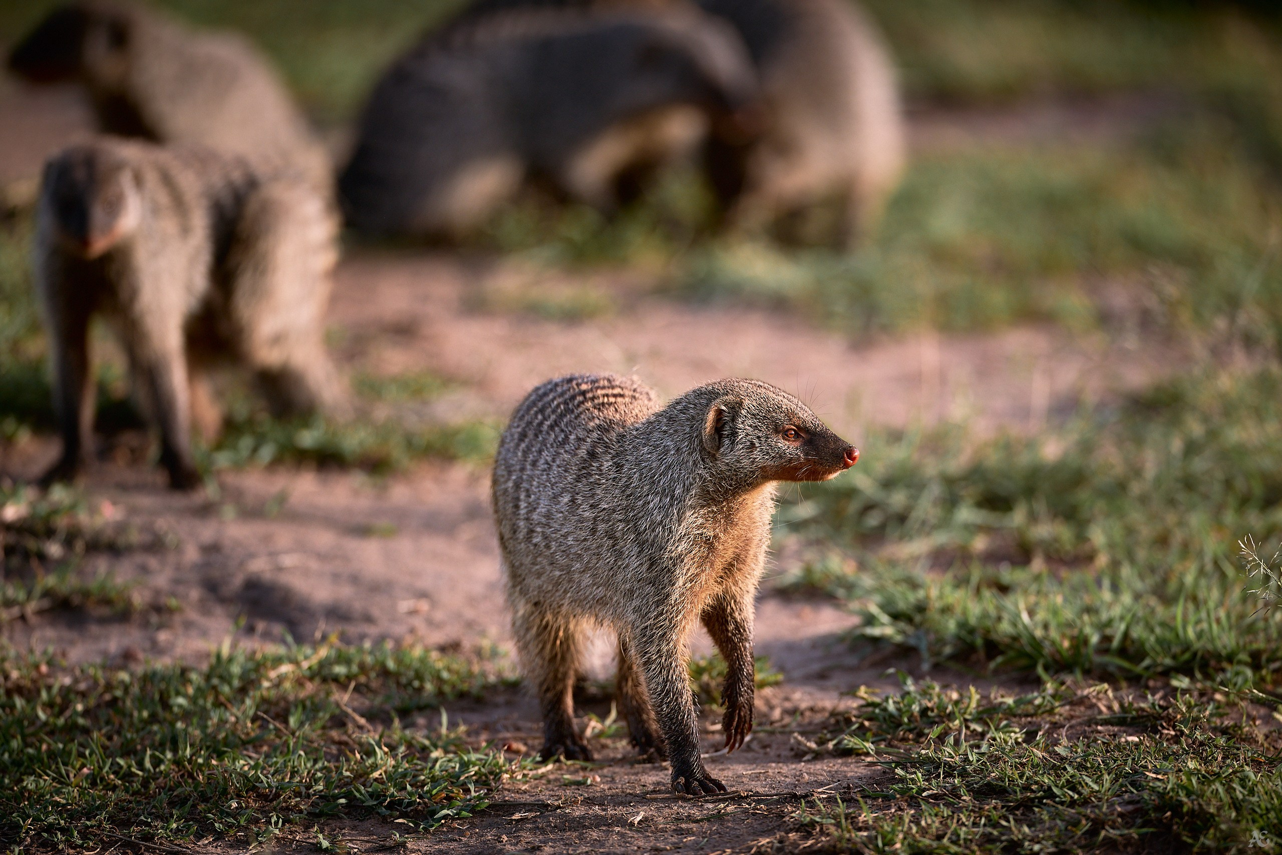 Полосатый мангуст
