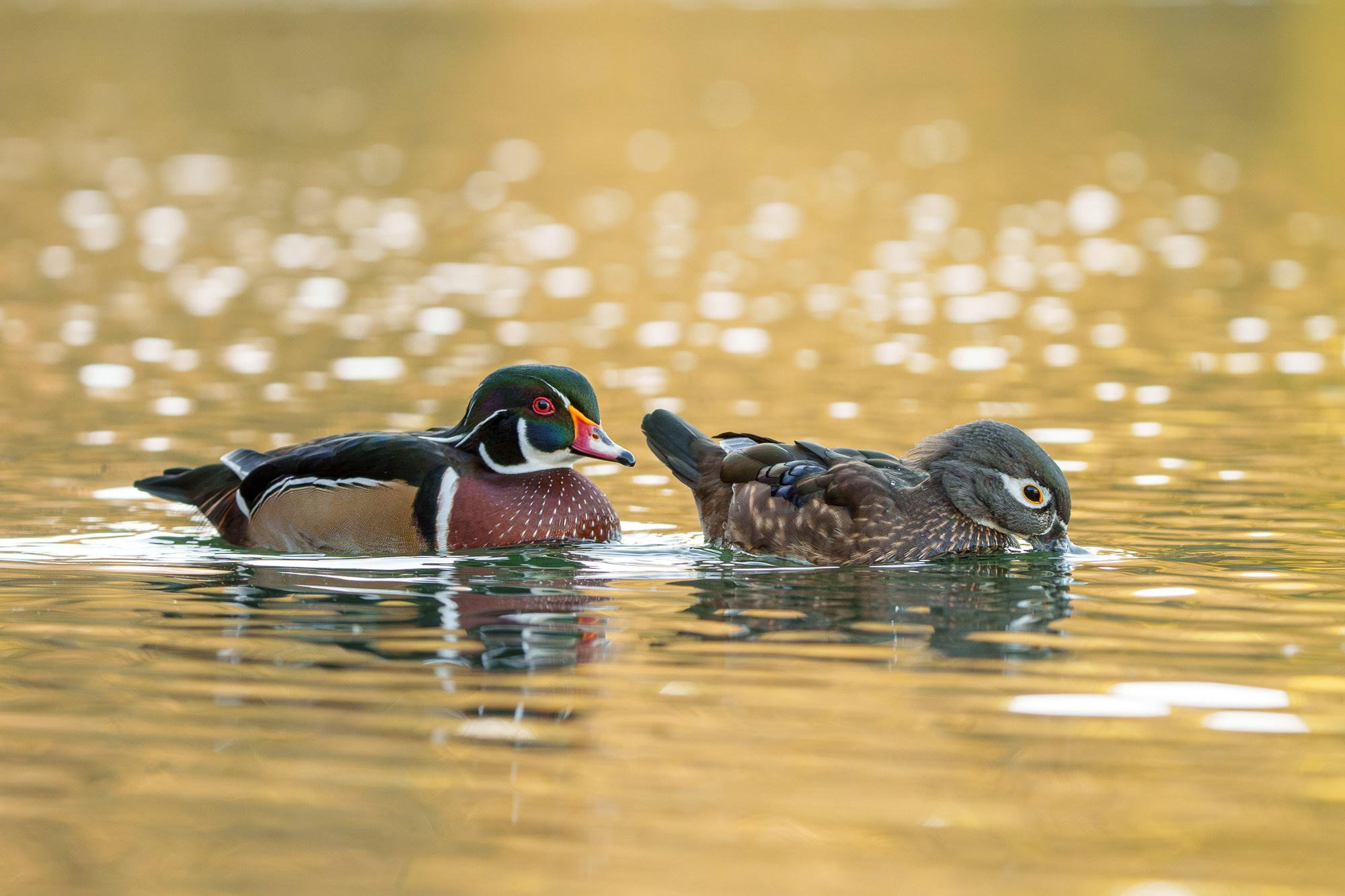 Удивительные мир птиц. Вокруг нас столько прекрасного — присмотритесь!. Ваш личный фотограф Марина Волкова