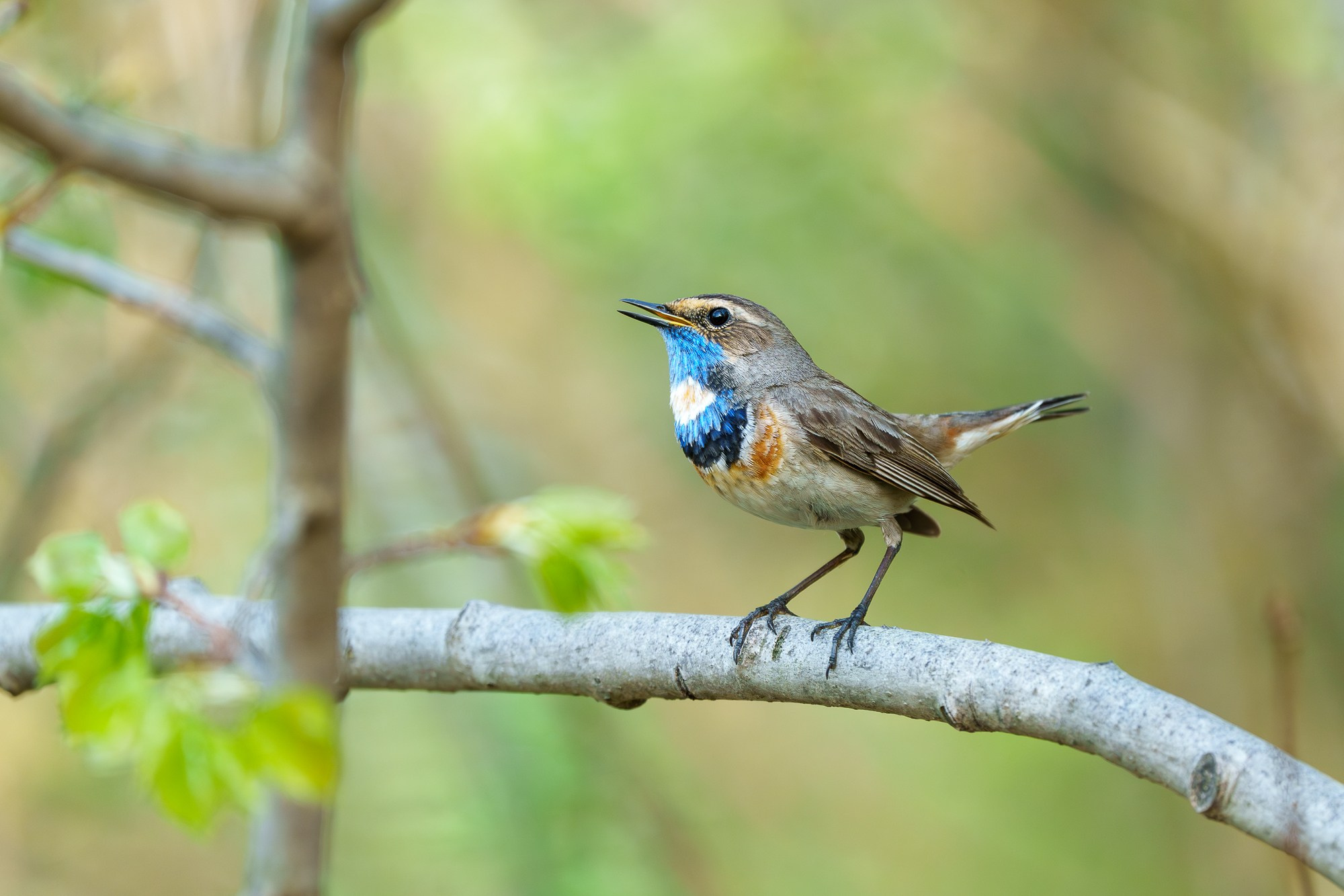 Удивительные мир птиц. Вокруг нас столько прекрасного — присмотритесь!. Ваш личный фотограф Марина Волкова