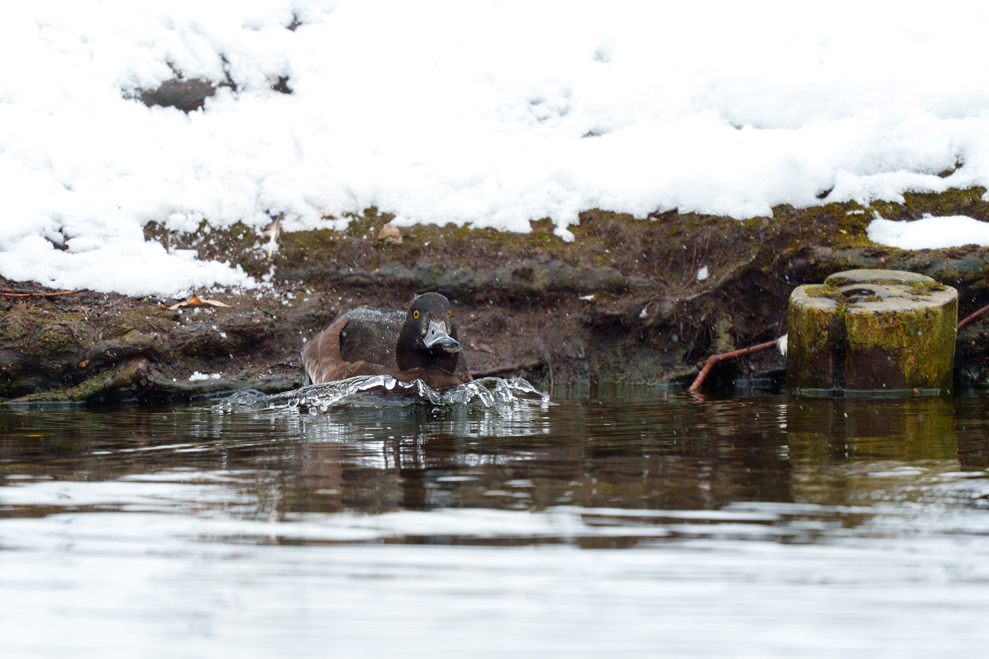 Удивительные мир птиц. Вокруг нас столько прекрасного — присмотритесь!. Ваш личный фотограф Марина Волкова