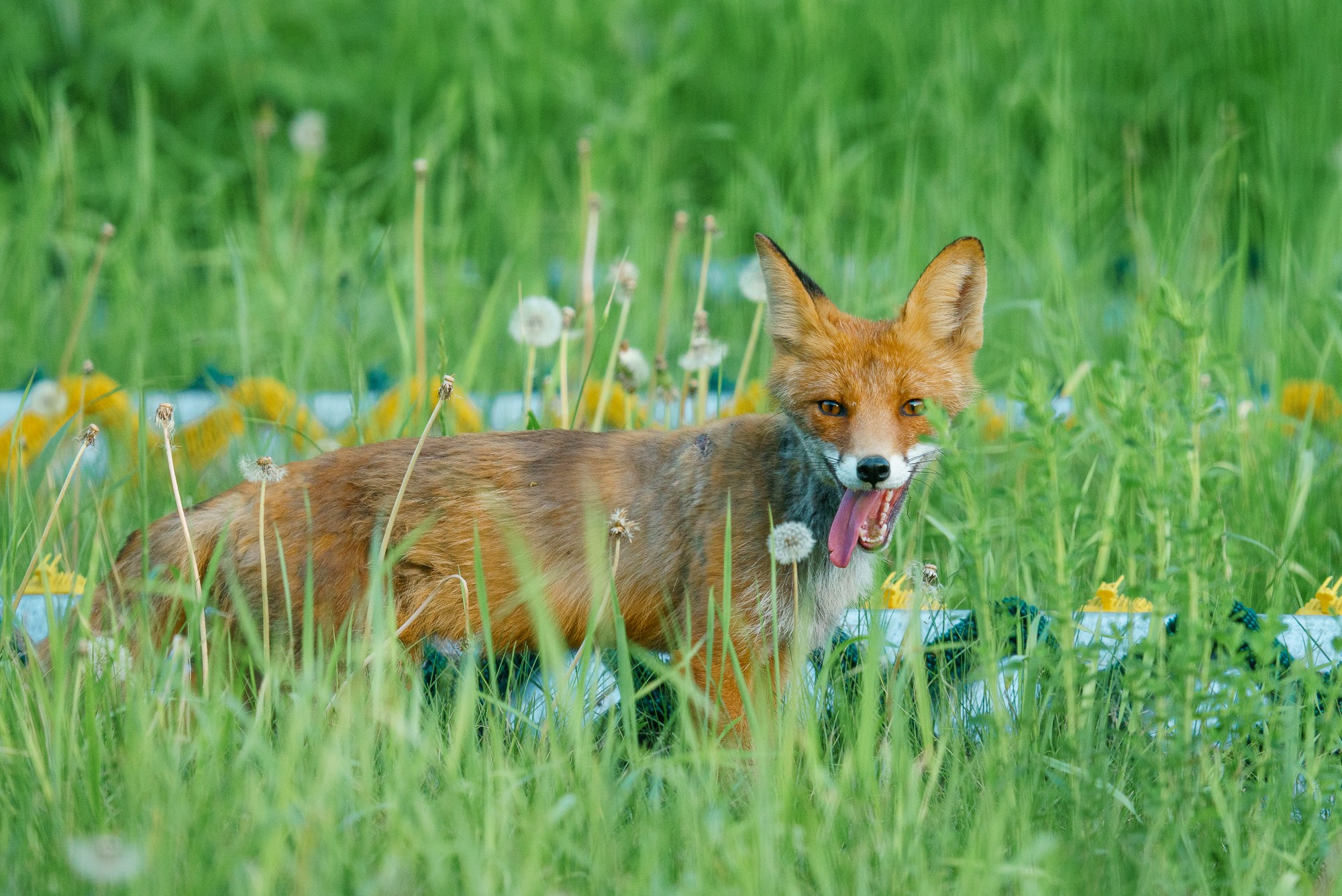 Животные. Ваш личный фотограф Марина Волкова